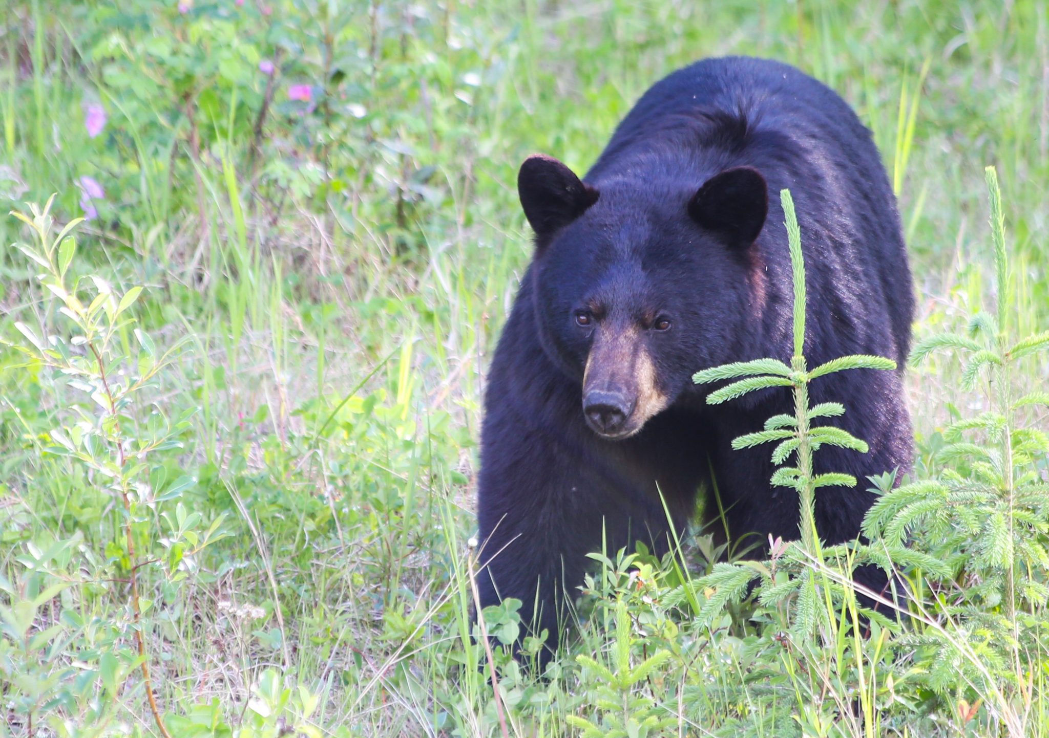 Black bear, British Columbia, Canada
