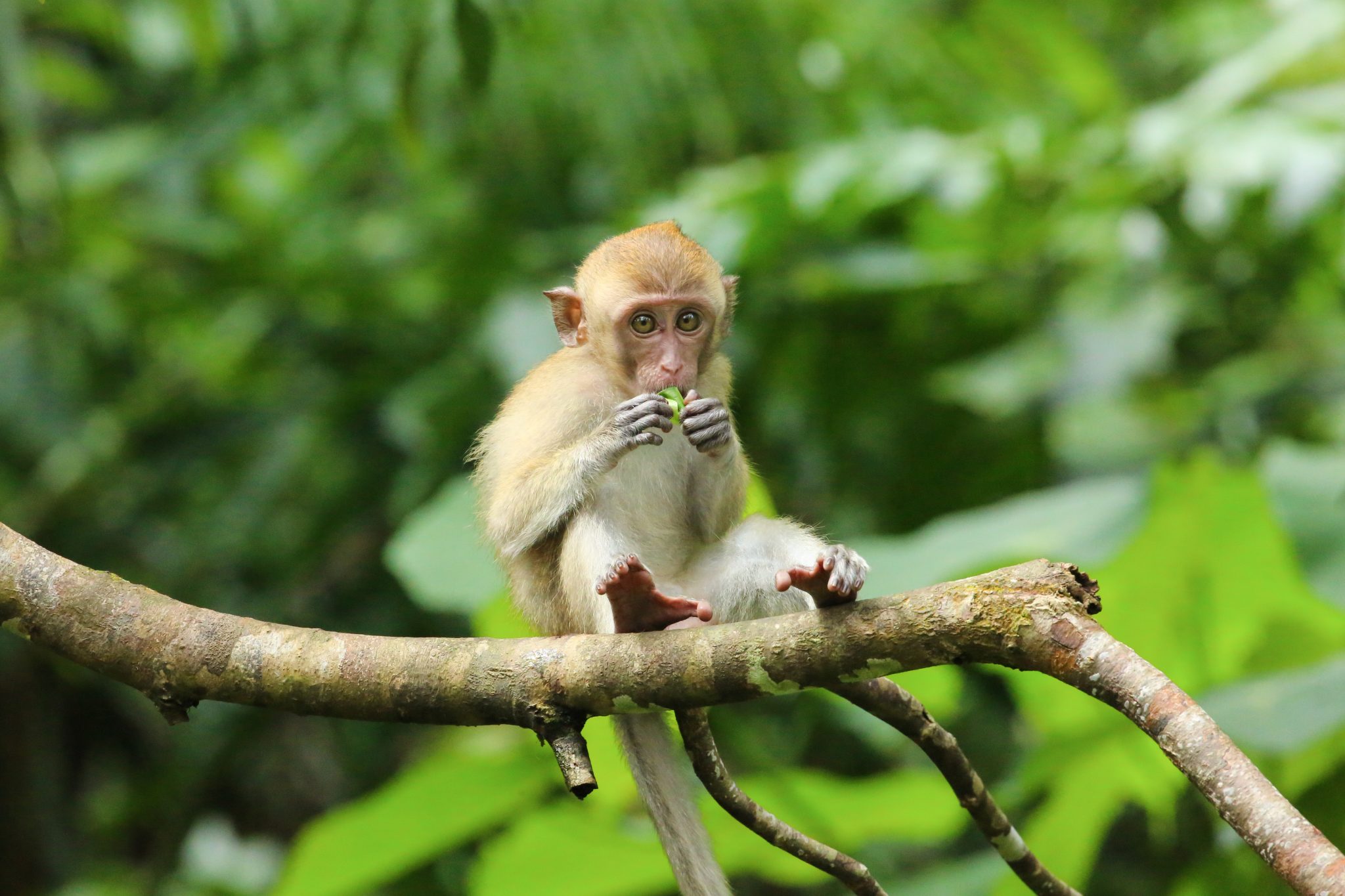 Monkey, Thale Ban National Park, Thailand