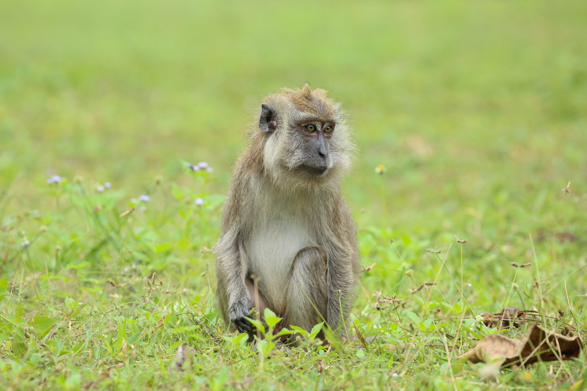 Monkey, Turatao, Thailand