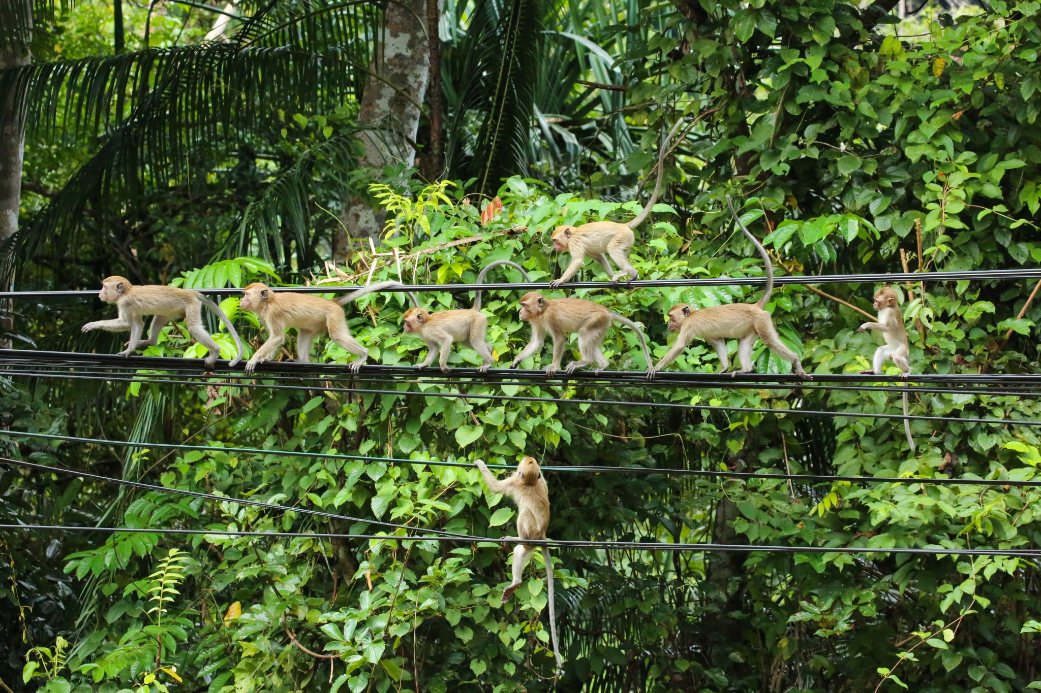 Monkeys, Thale Ban National Park, Thailand