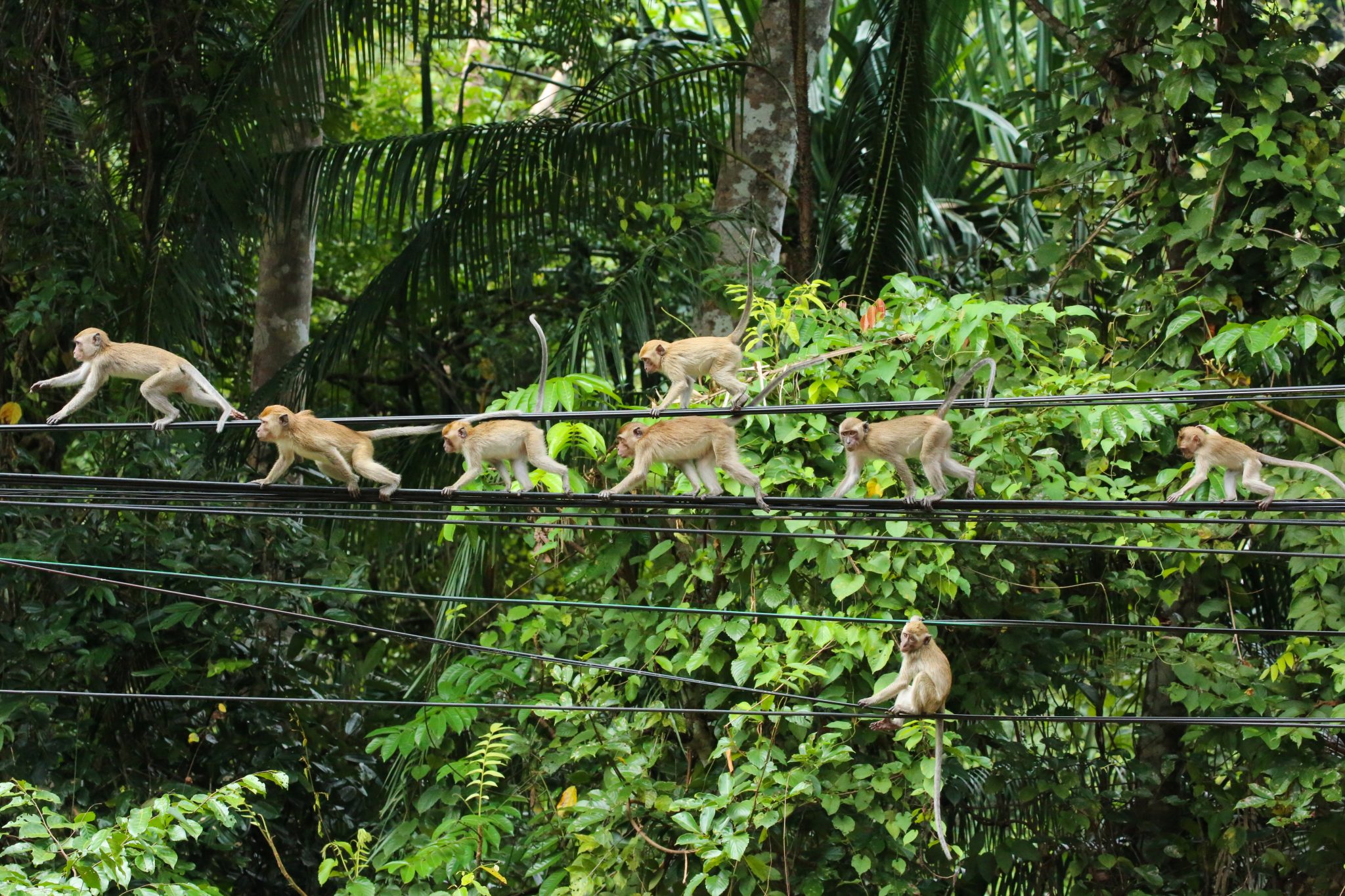 Monkeys, Thale Ban National Park, Thailand