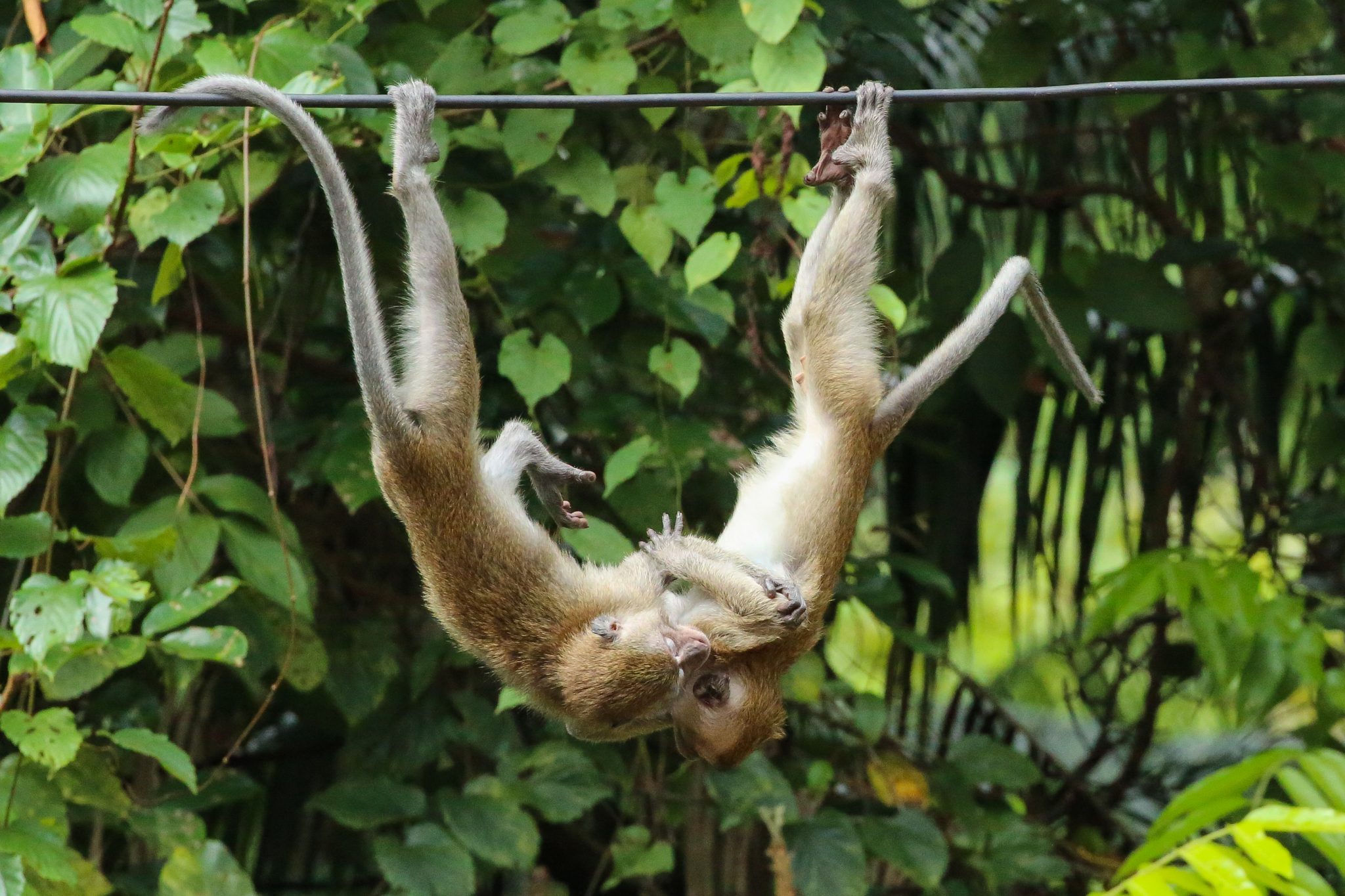 Monkeys, Thale Ban National Park, Thailand