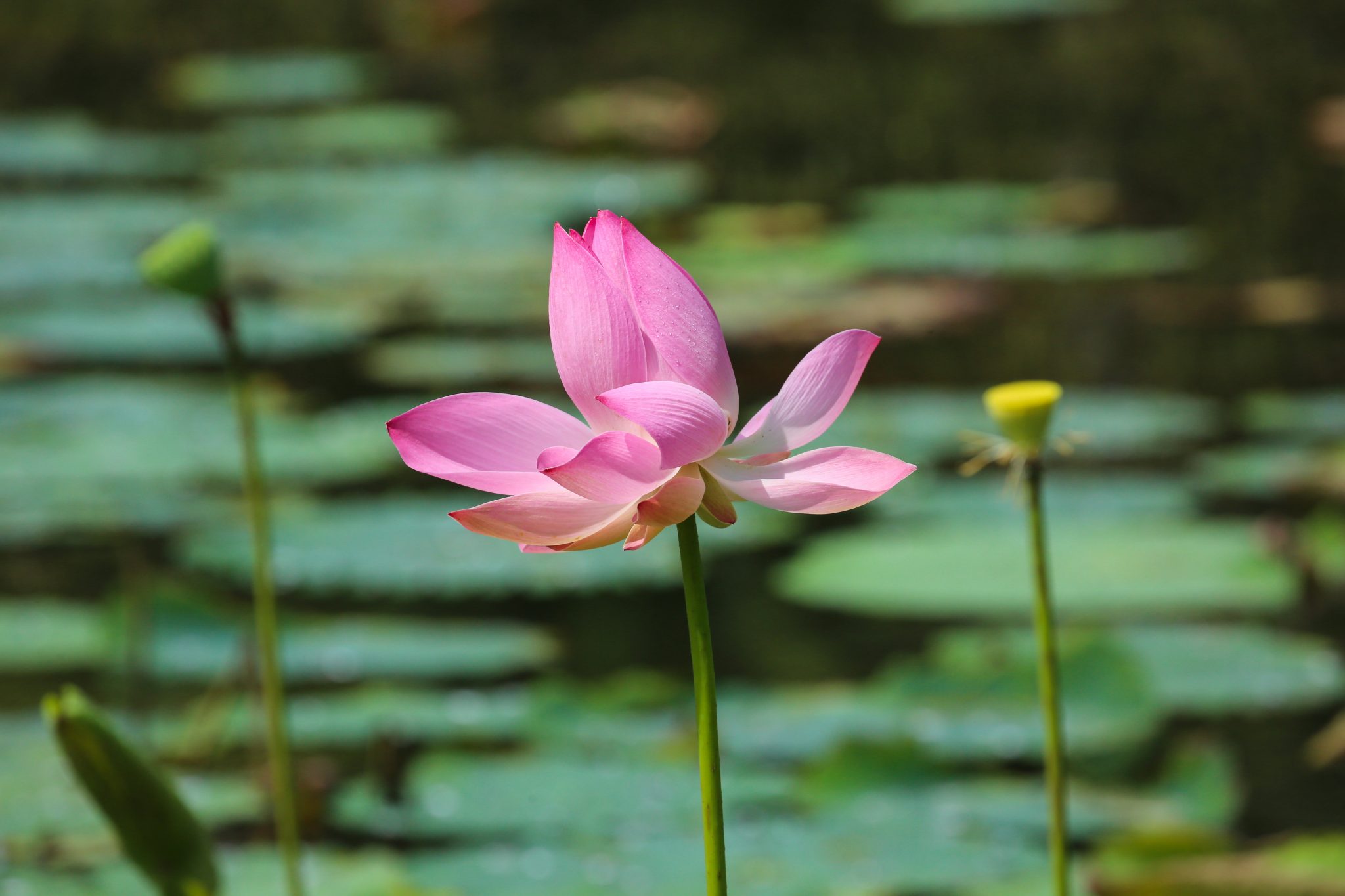 Water lilly, Thale Ban National Park, Thailand