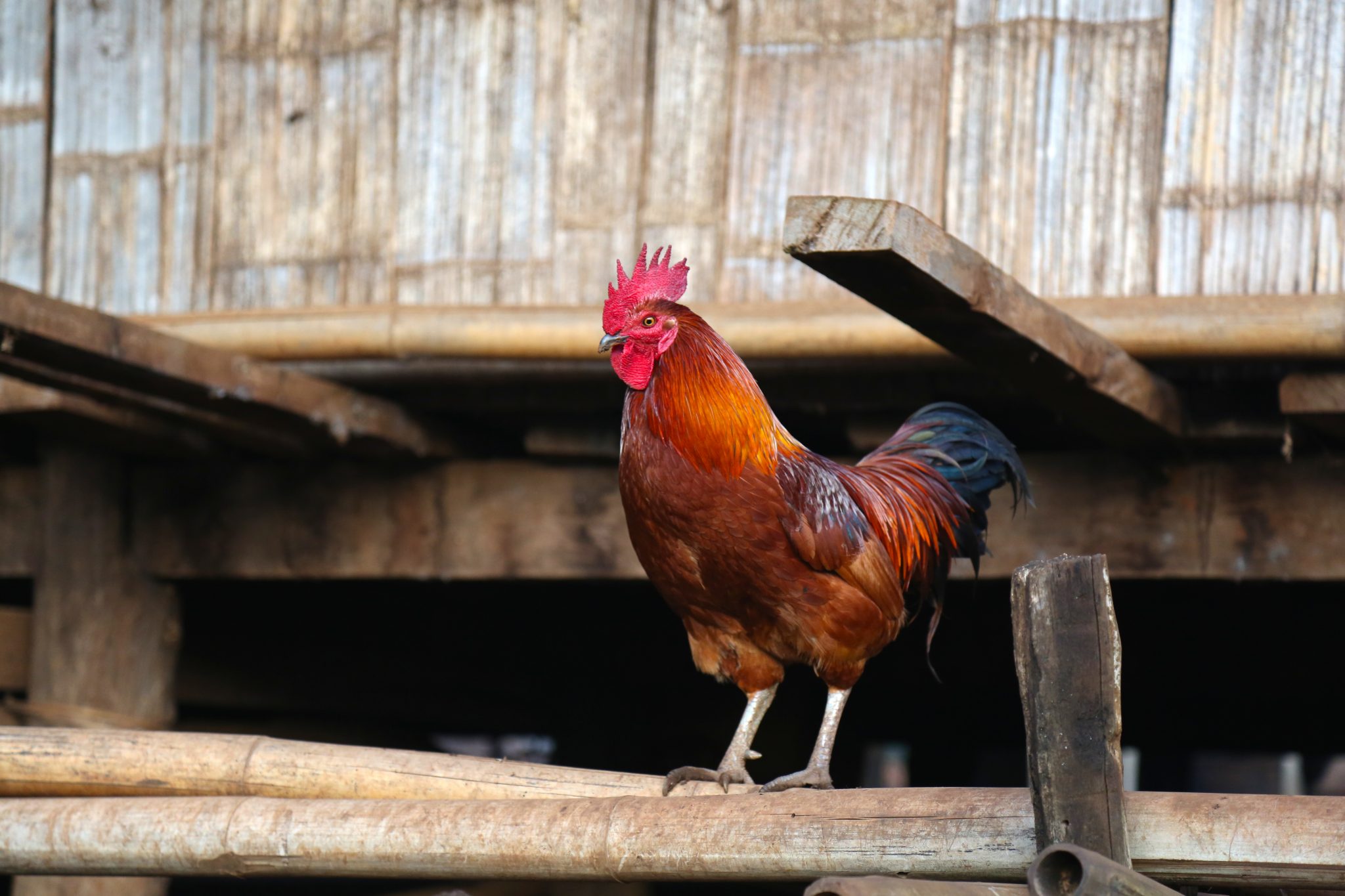 Rooster, Pha Mon, Thailand