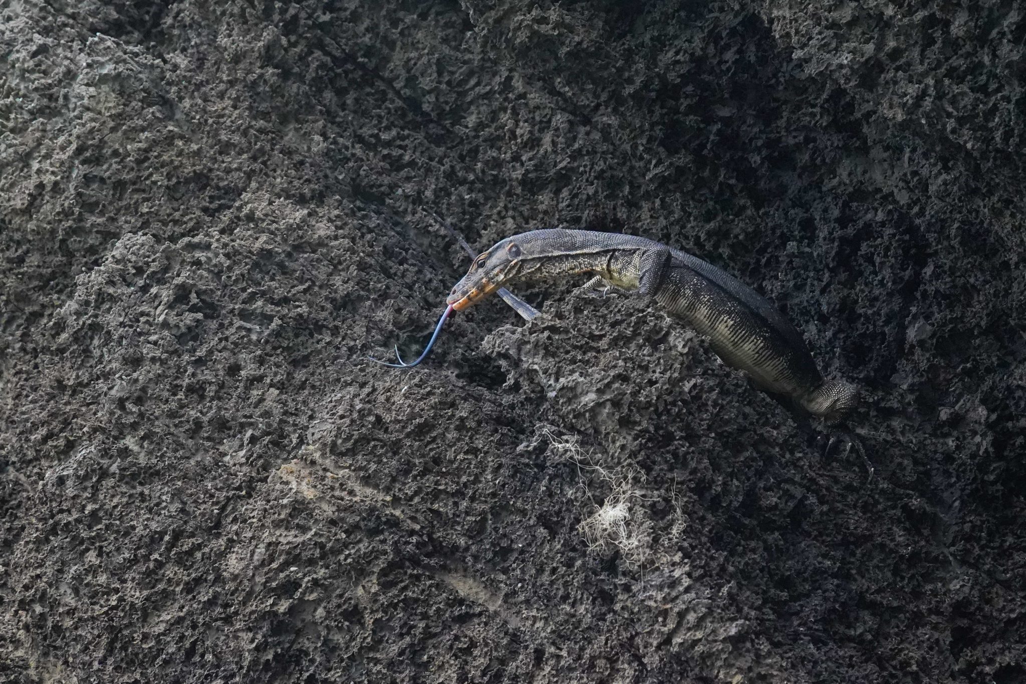 Monitor lizard, Prasat Hin Panyod, Thailand