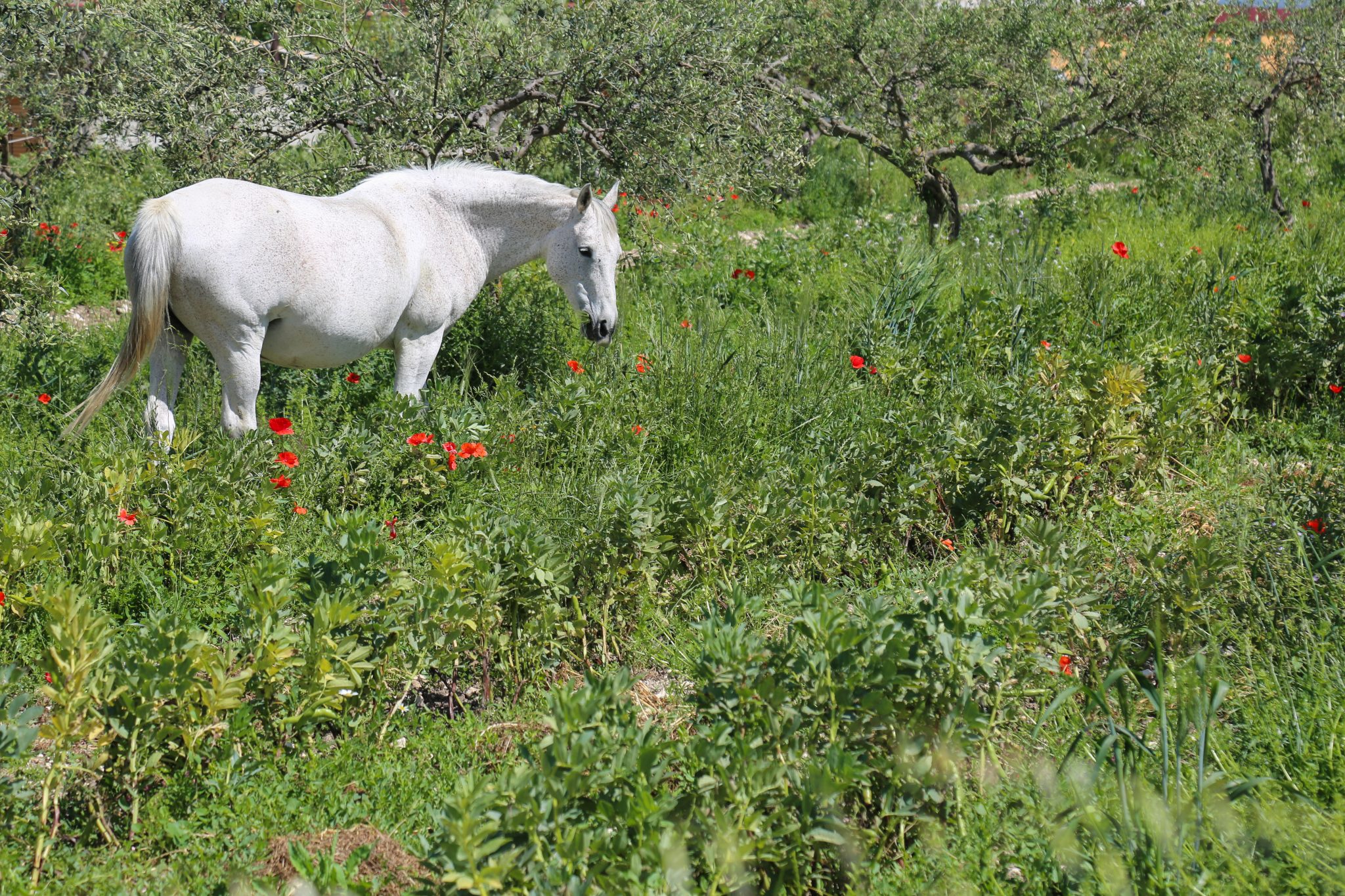 White horse, Sicily, Italy