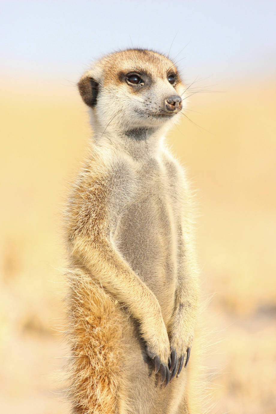 Meerkat, Makgadikgadi Pans, Botswana