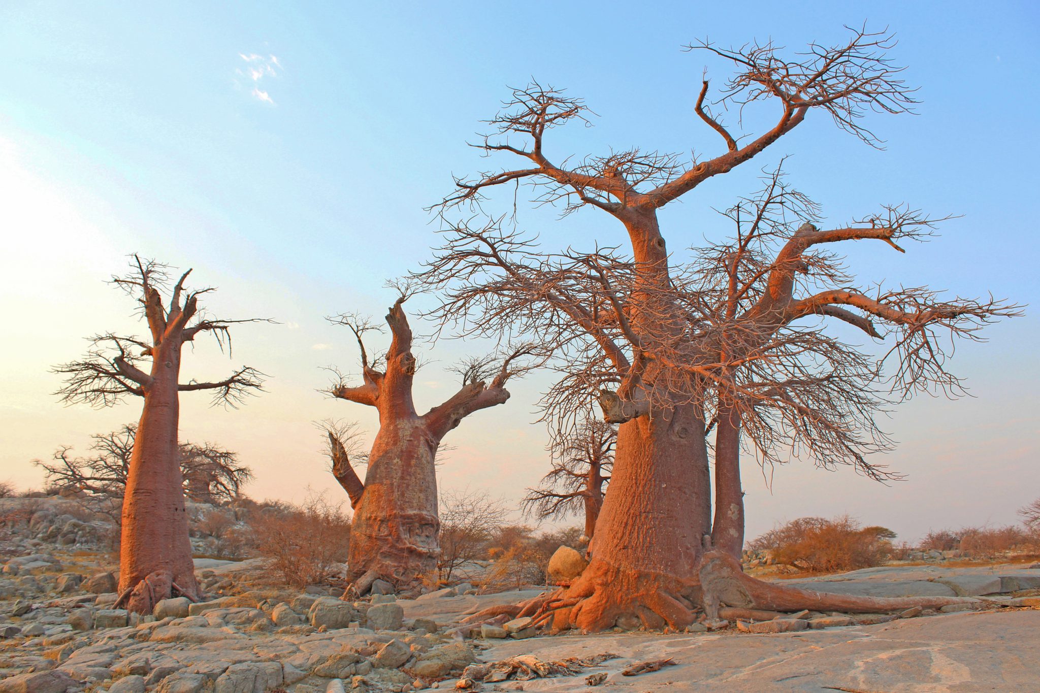 Baobab trees, Makgadikgadi Pans, Botswana