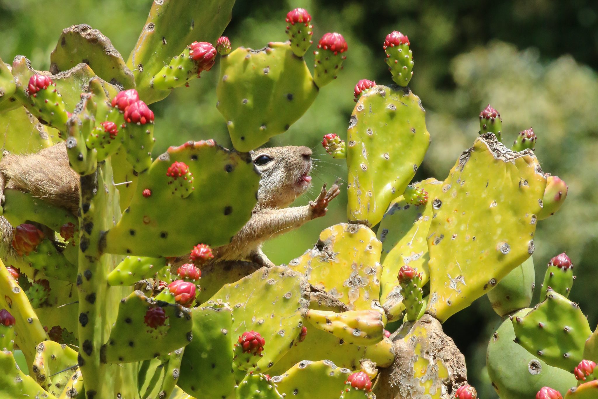Squirrel, Baja California, Mexico