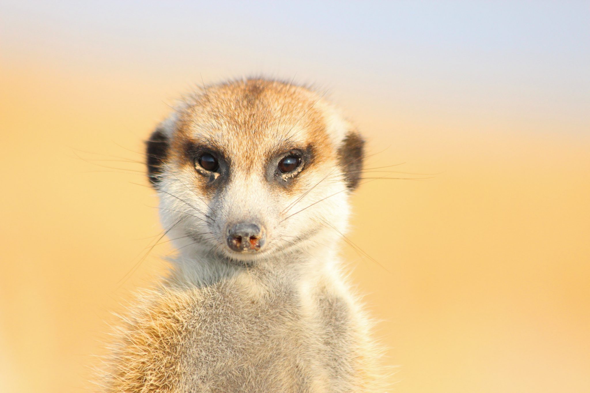 Meerkat, Makgadikgadi Pans, Botswana