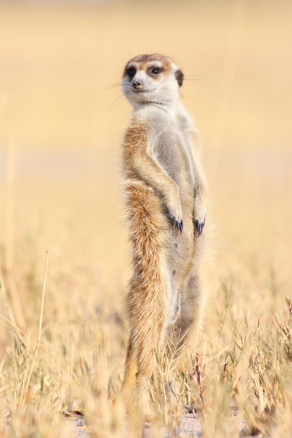 Meerkat, Makgadikgadi Pans, Botswana