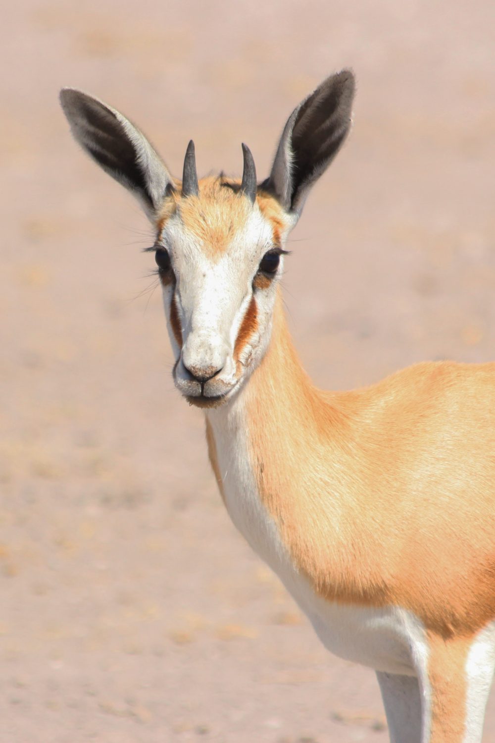 Impala, Makgadikgadi Pans, Botswana
