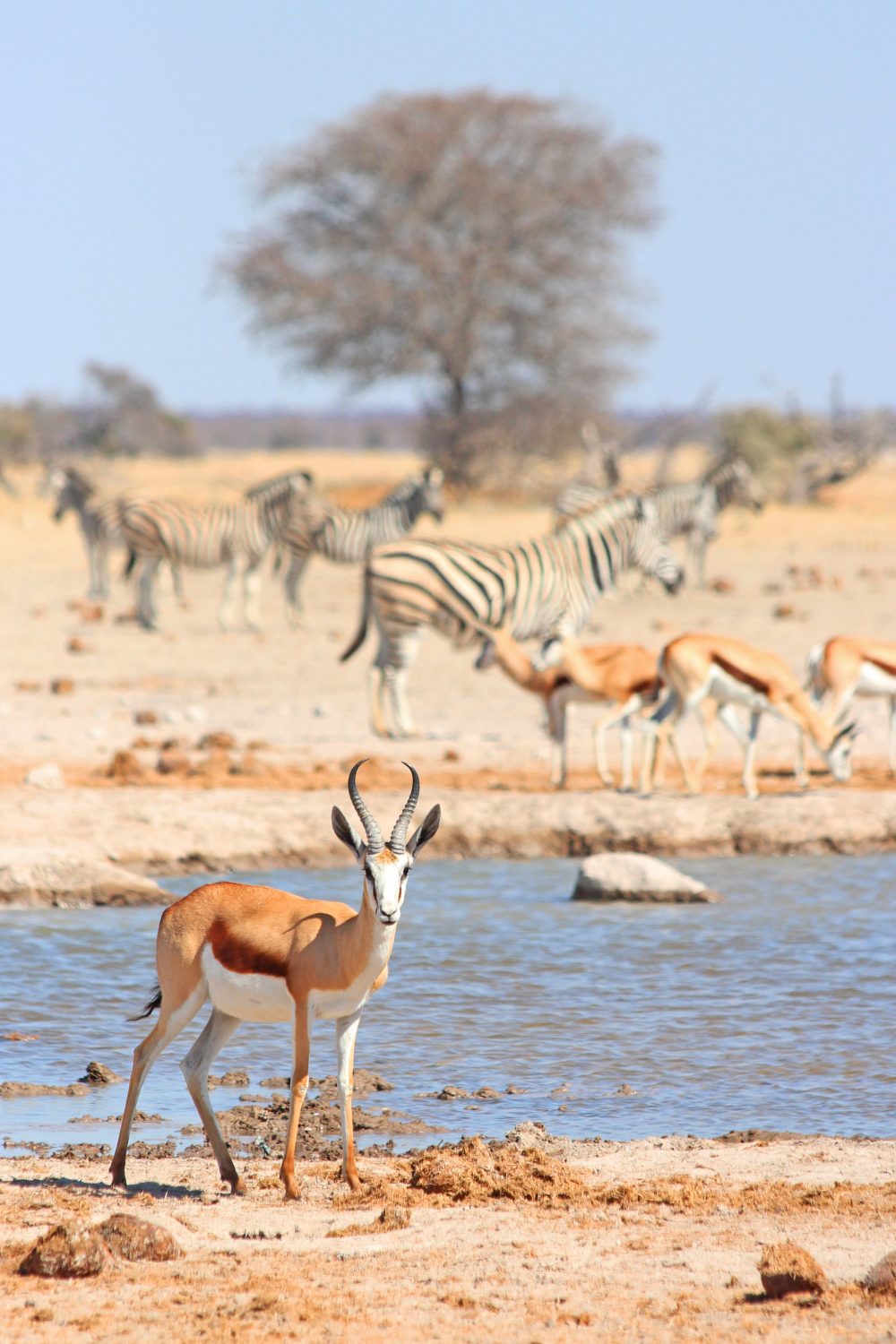 Impalas and zebras, Makgadikgadi Pans, Botswana