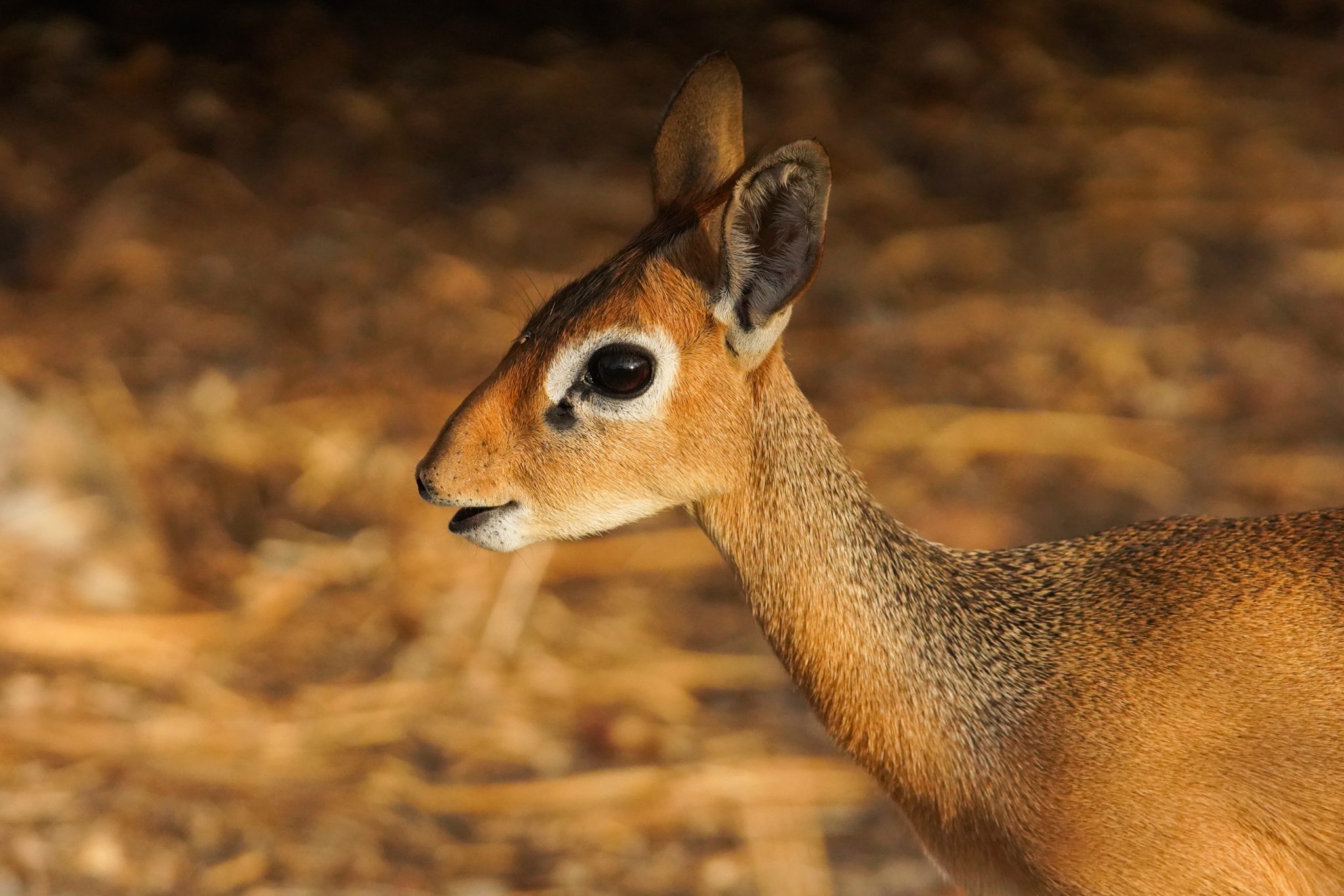 Dik-dik, Ruaha National Park, Tanzania (Print number: 0019)