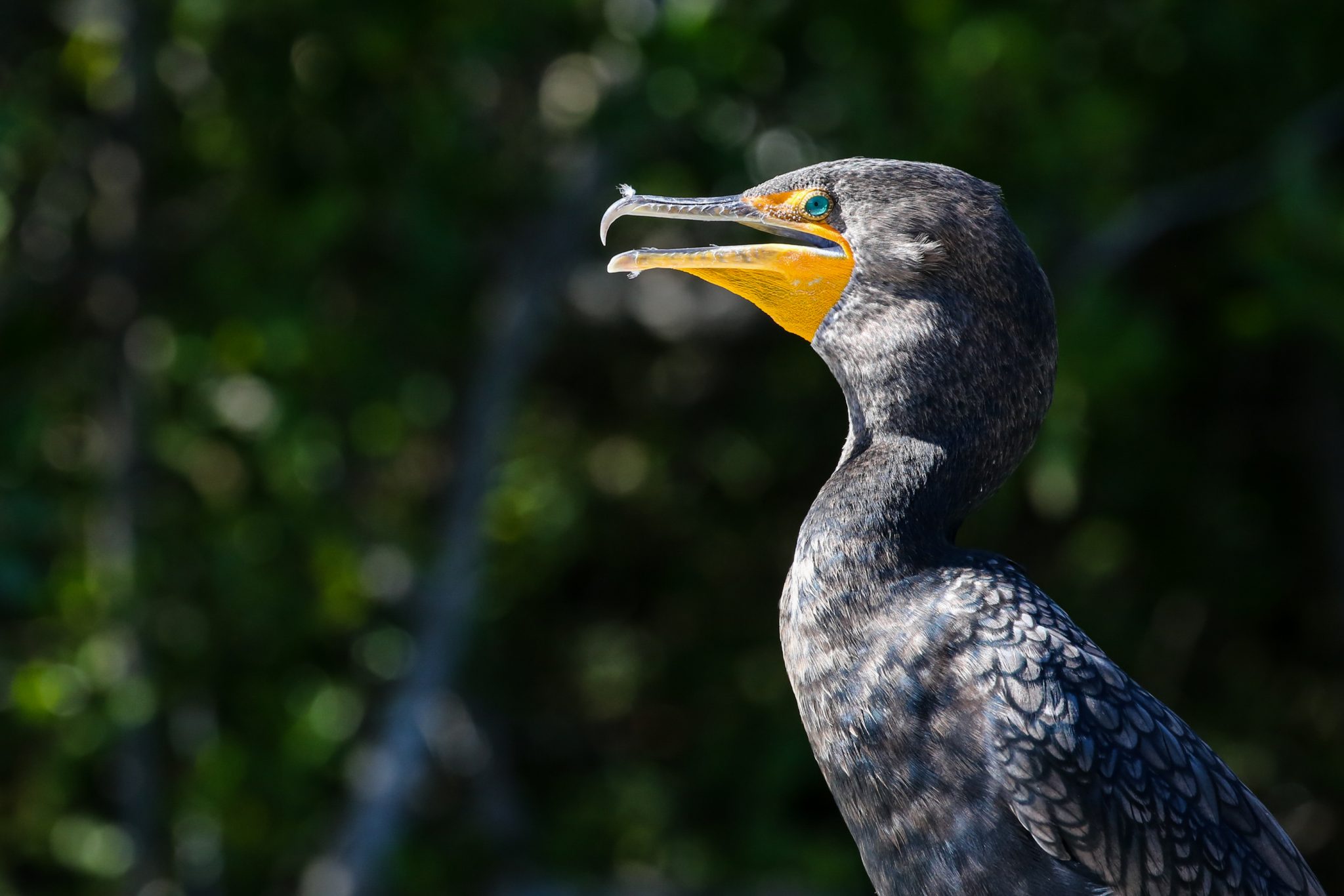 Double crested cormorant, Quintana Roo, Mexico