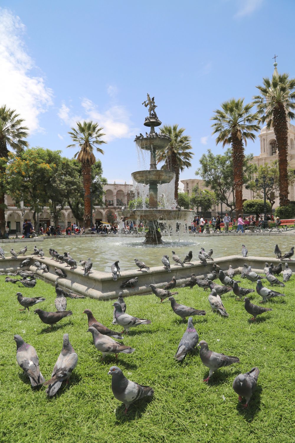 Pigeons, Arequipa, Peru