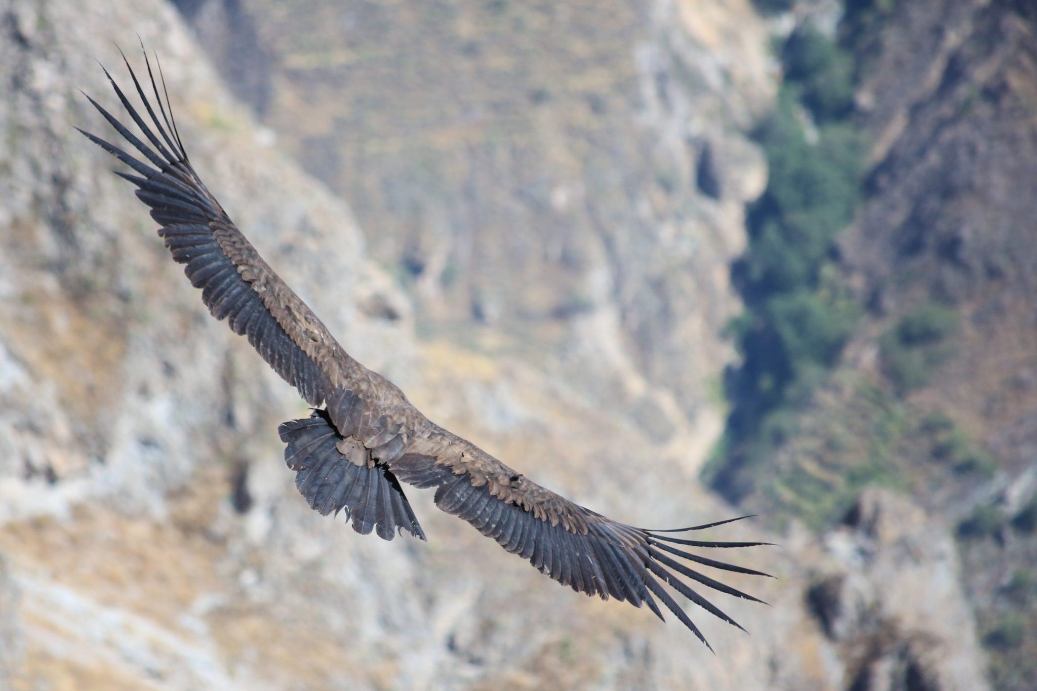 Andean condor, Colca Canyon, Peru