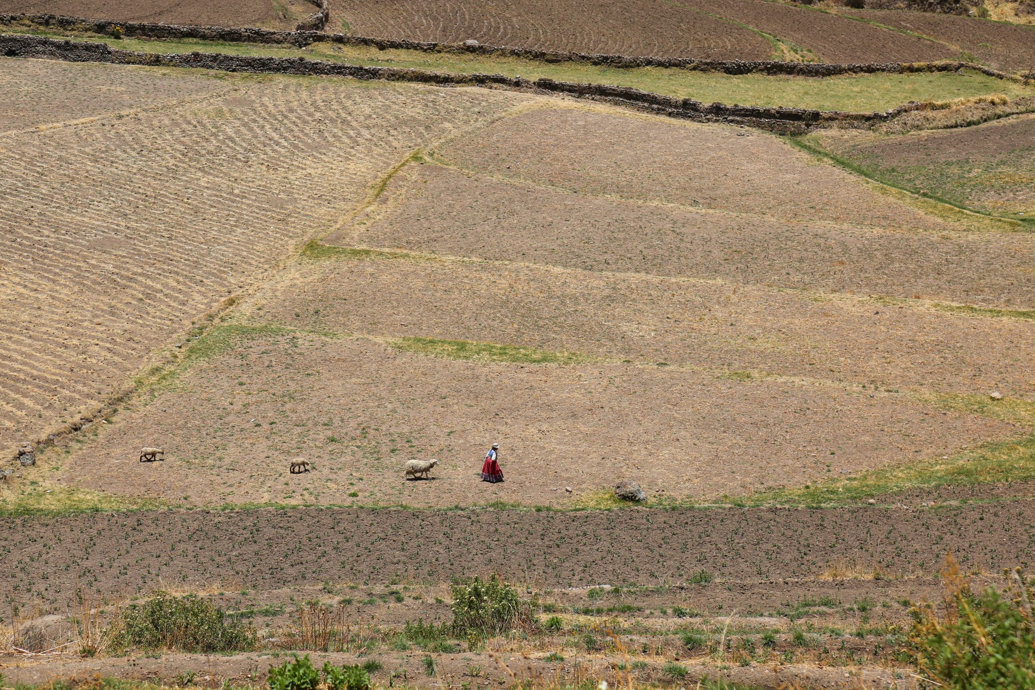 Local woman, Colca Canyon, Peru