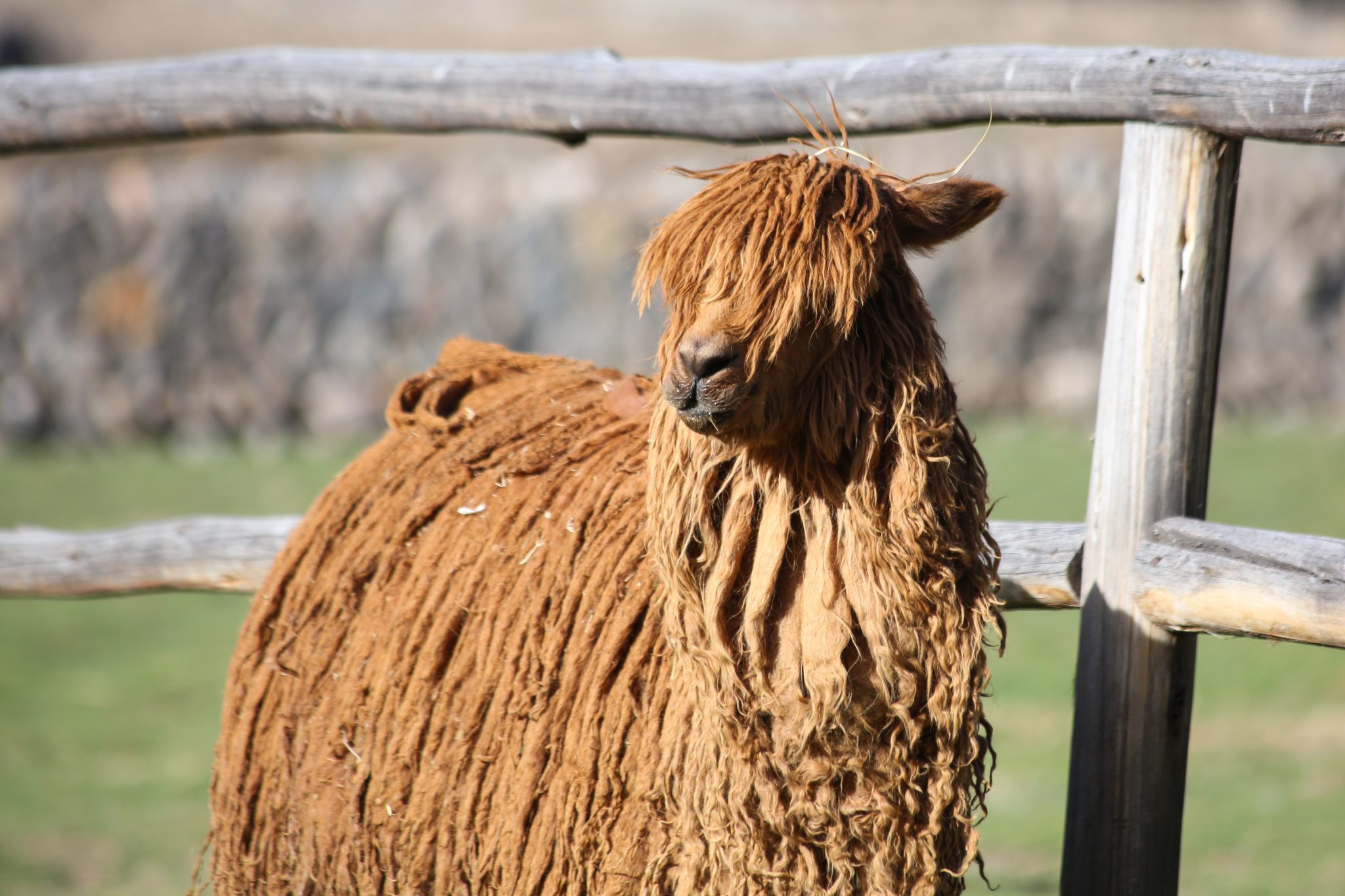 Alpaca, Colca Canyon, Peru