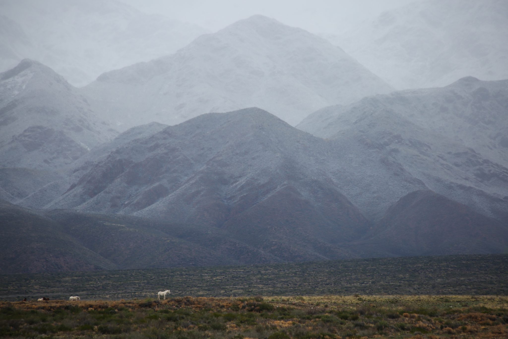 Horses, Mendoza, Argentina