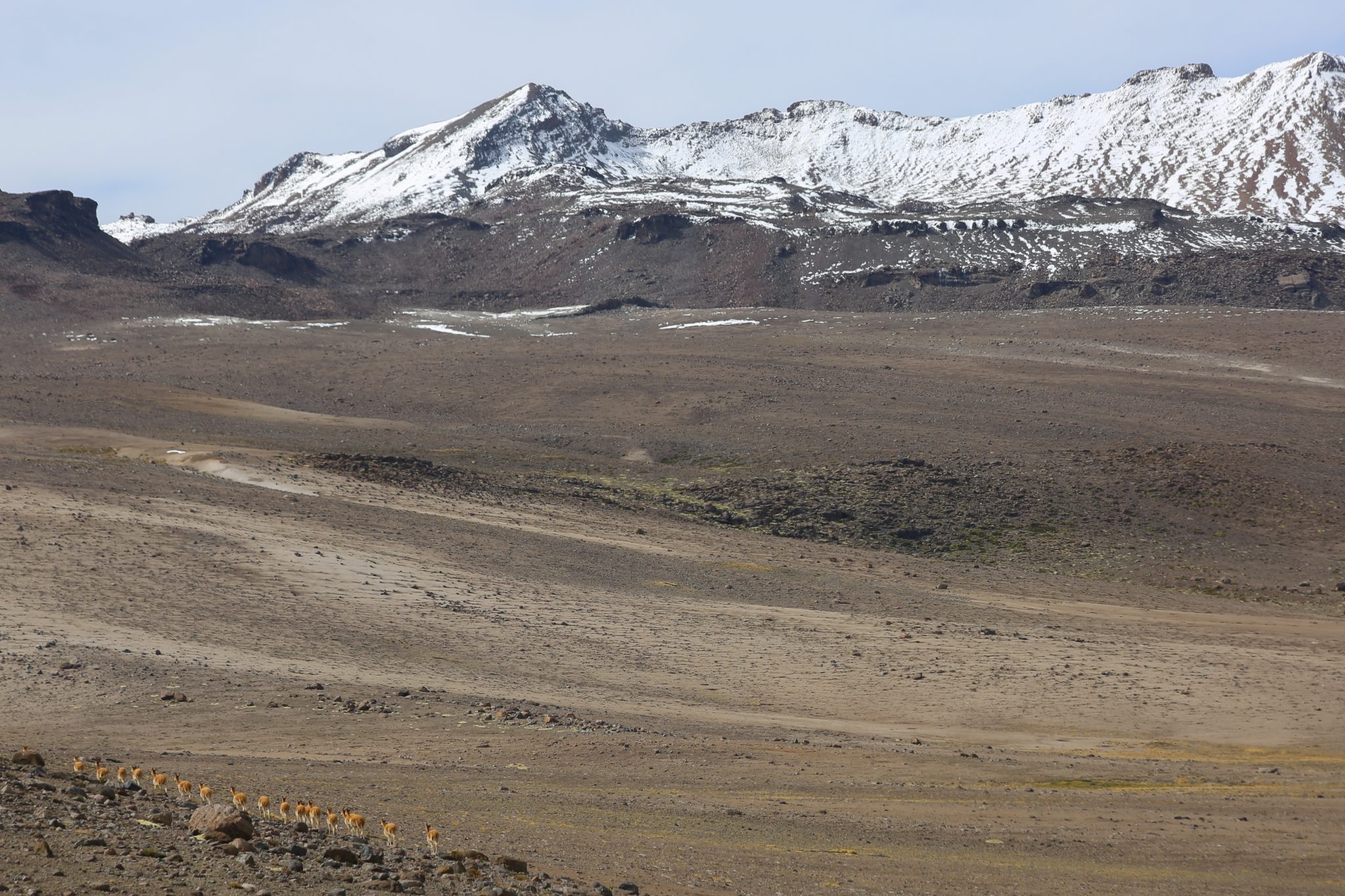 Vicuñas, Chila mountains, Peru