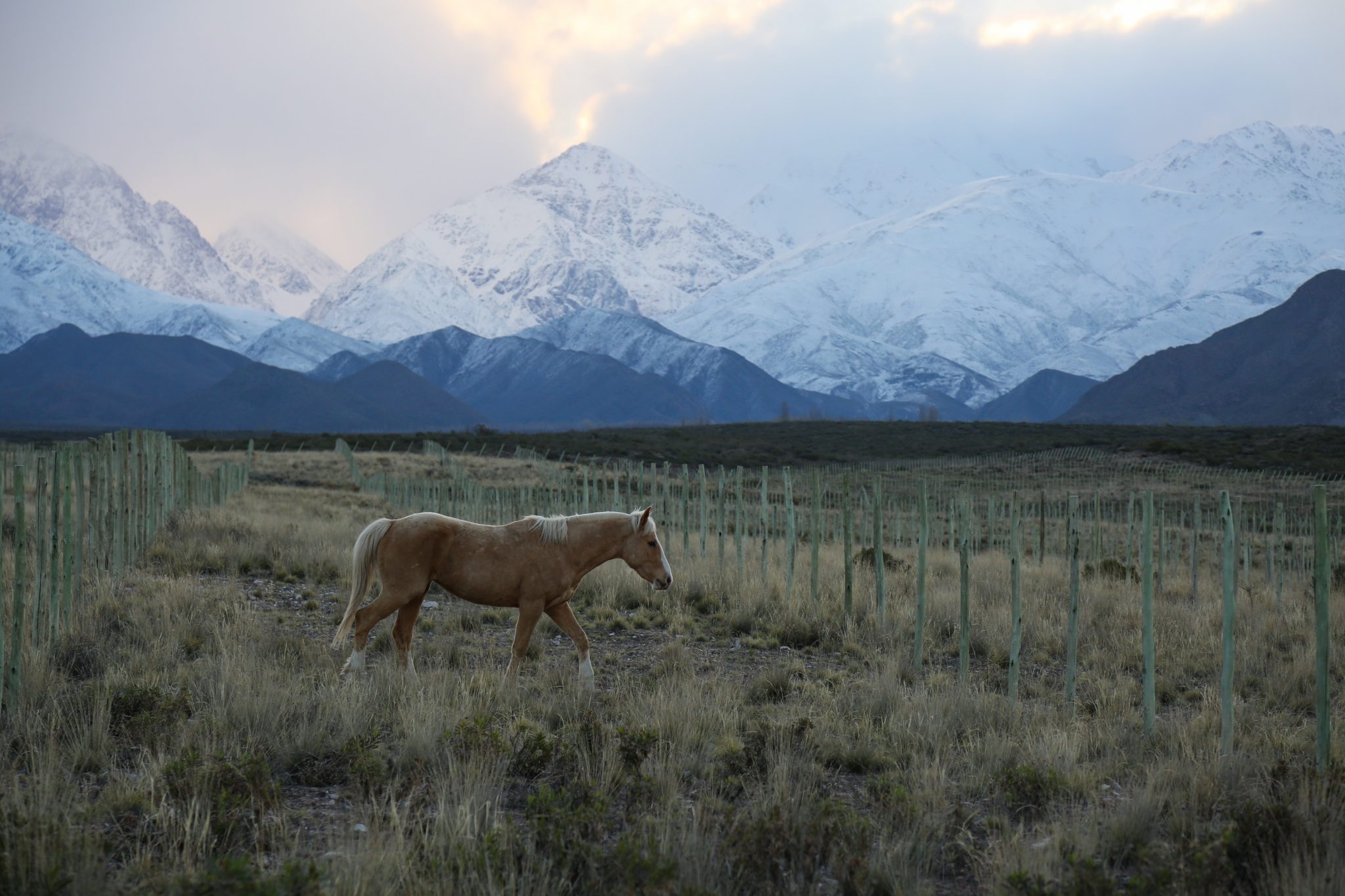 Horse, Mendoza, Argentina