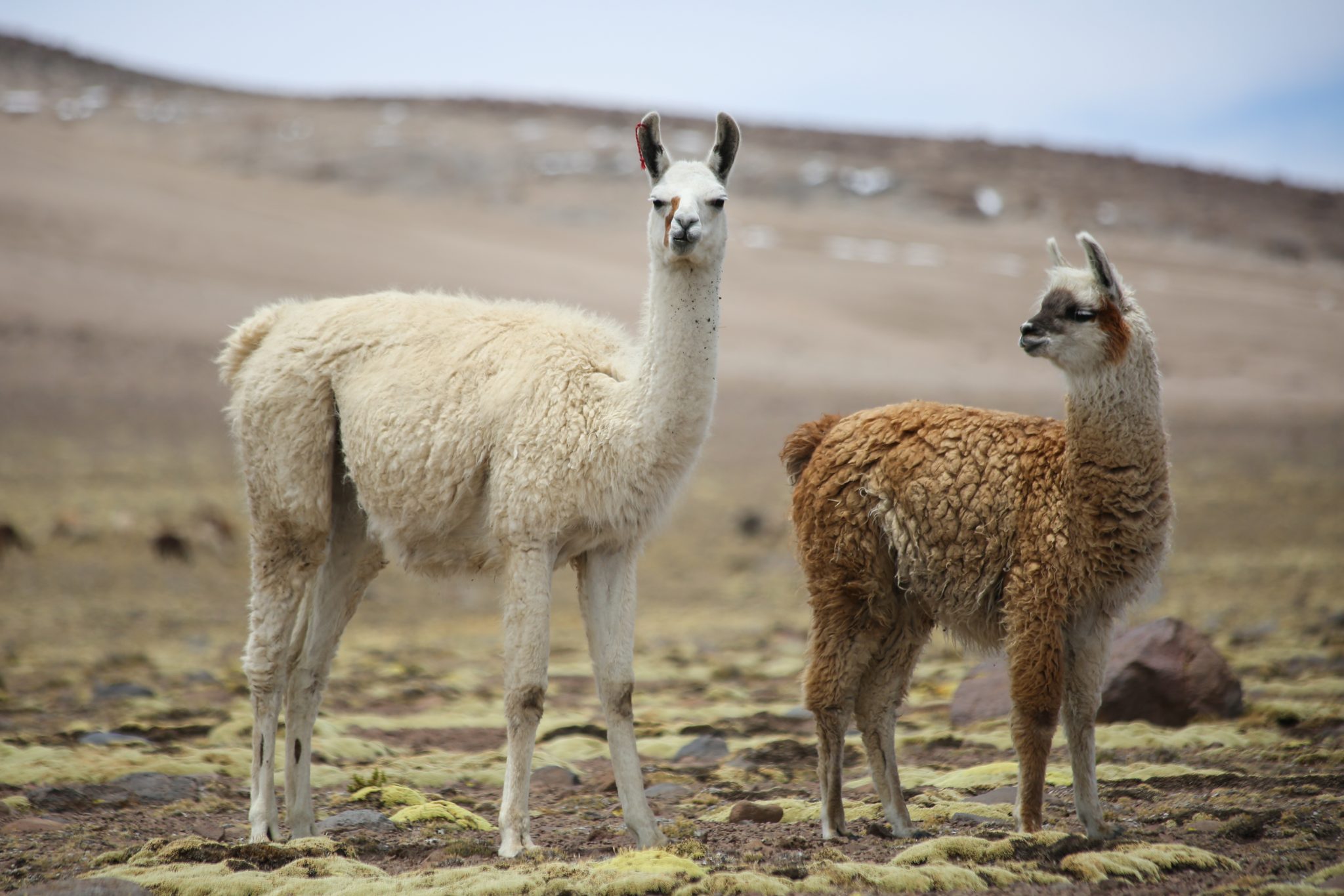 Alpacas, Colca Canyon, Peru