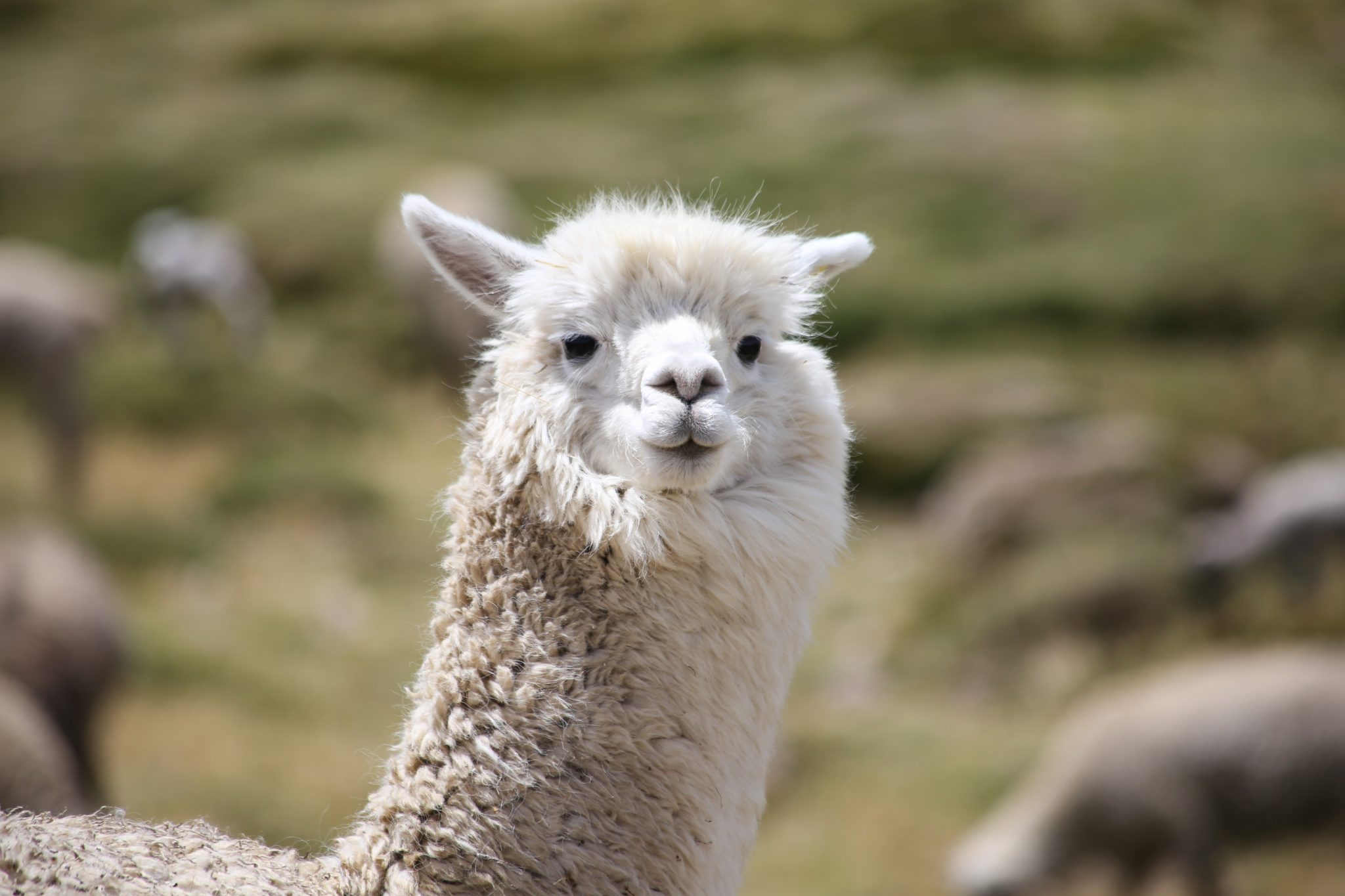 Alpaca, Chila mountains, Peru