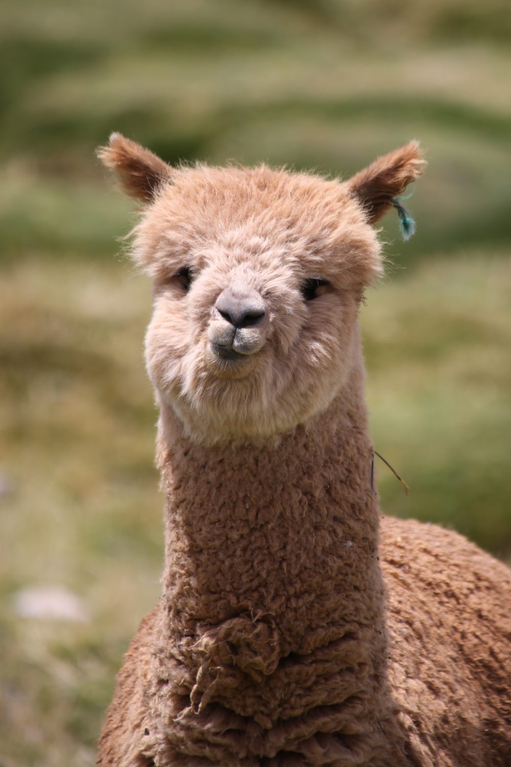 Alpaca, Chila mountains, Peru