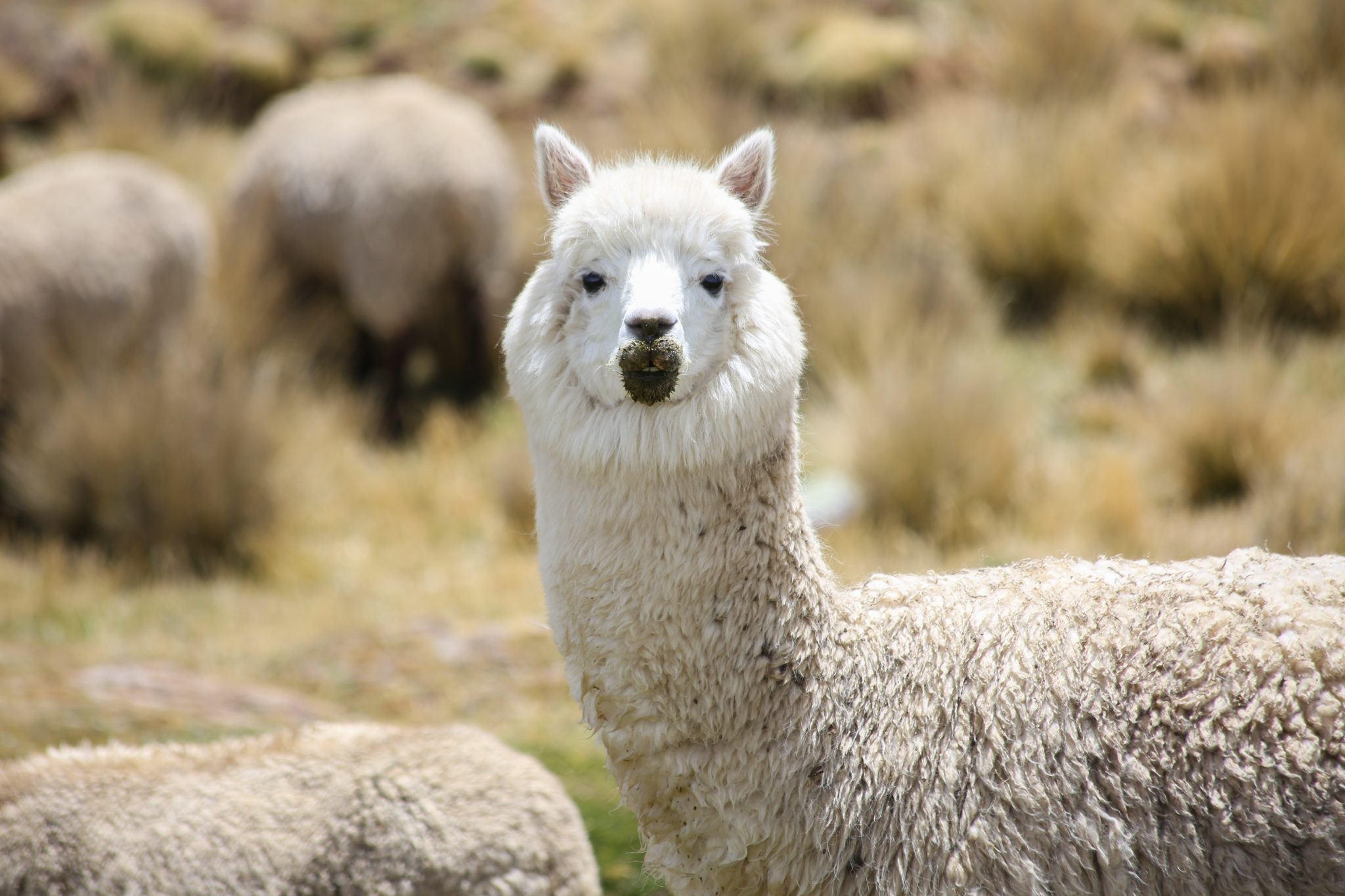 Alpaca, Chila mountains, Peru