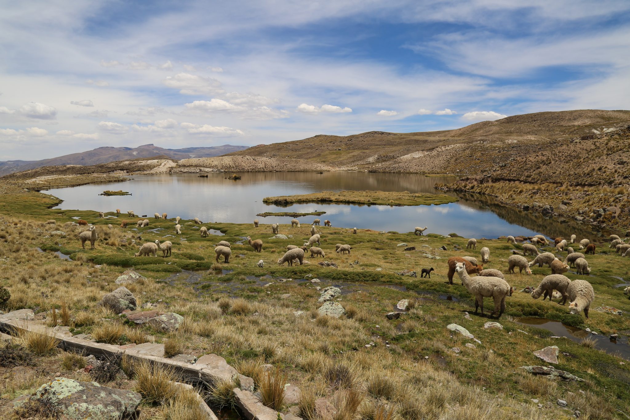 Alpacas, Chila mountains, Peru