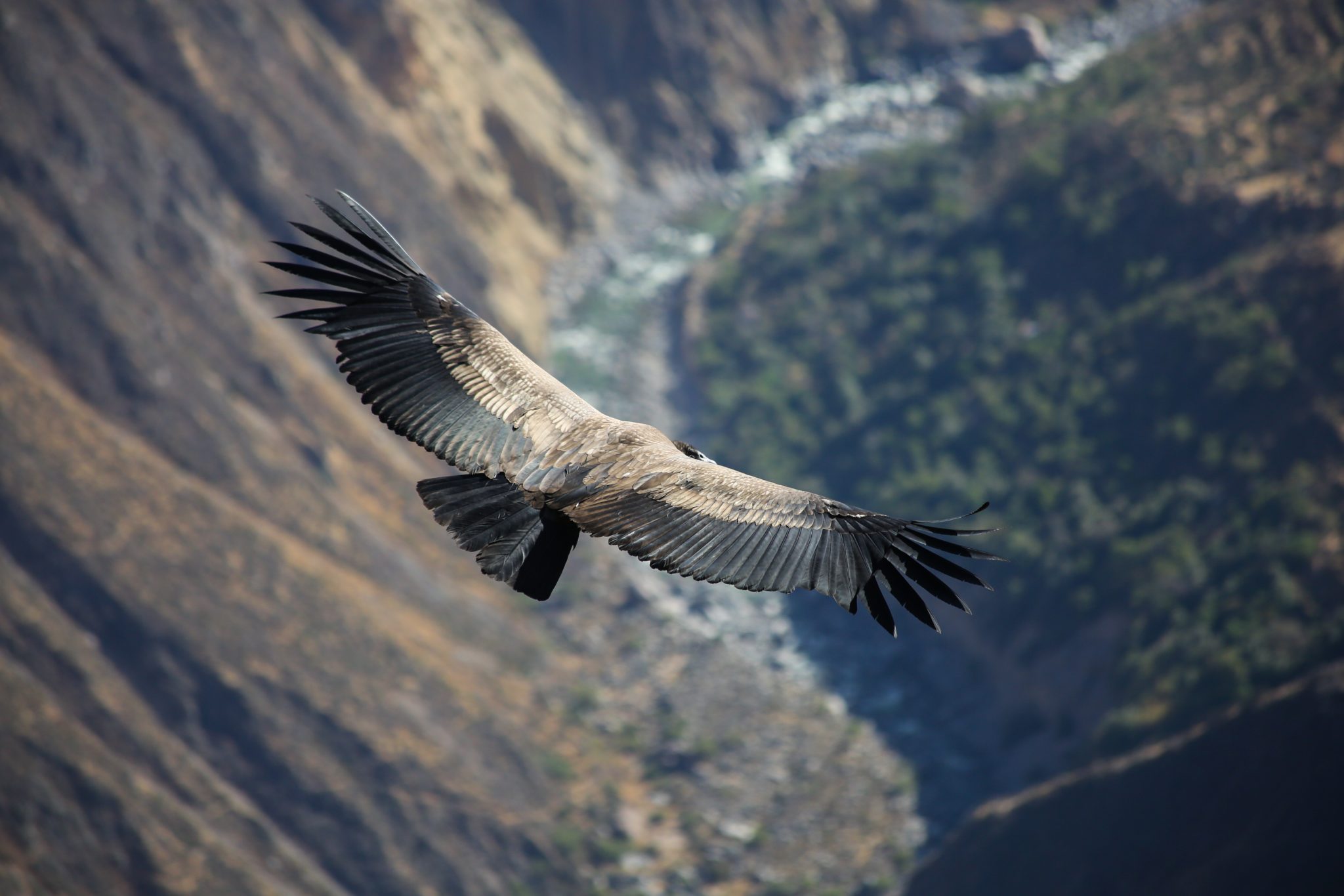 Andean condor, Colca Canyon, Peru