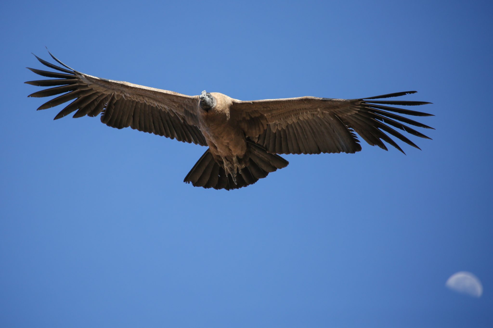 Andean condor, Colca Canyon, Peru