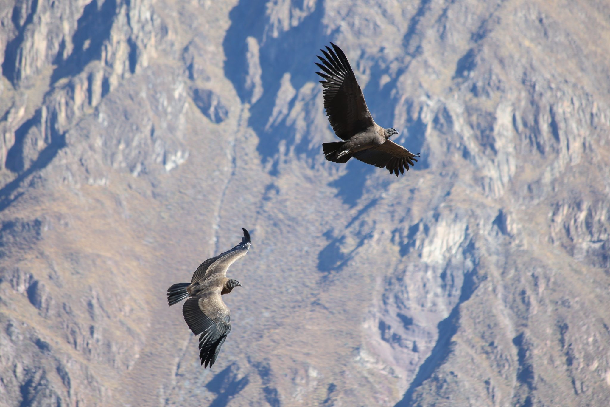 Andean condors, Colca Canyon, Peru
