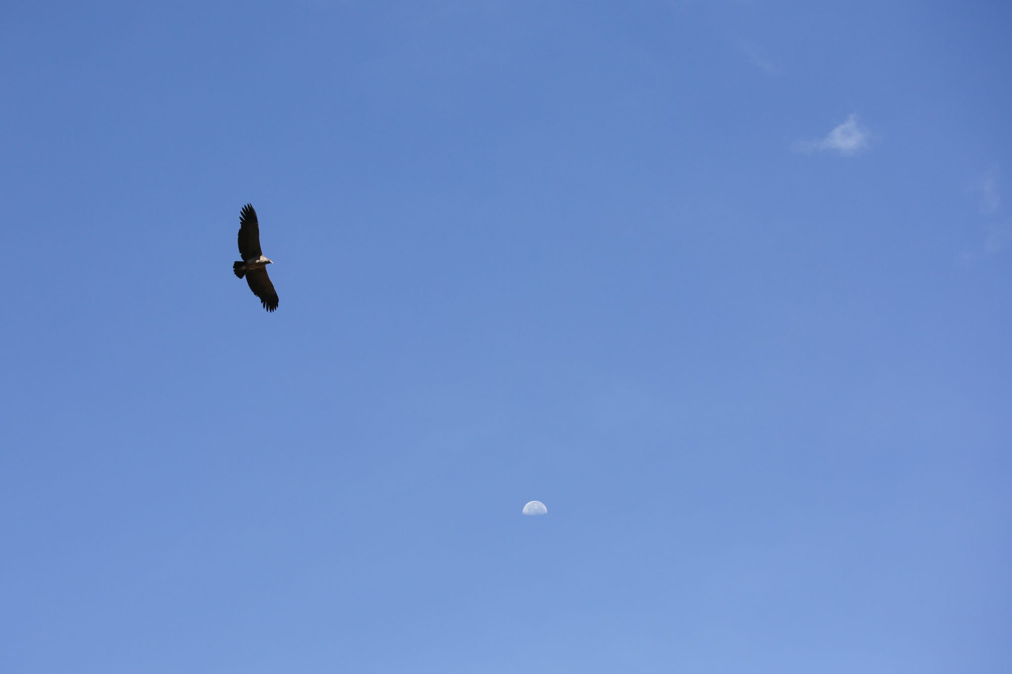 Andean condor, Colca Canyon, Peru