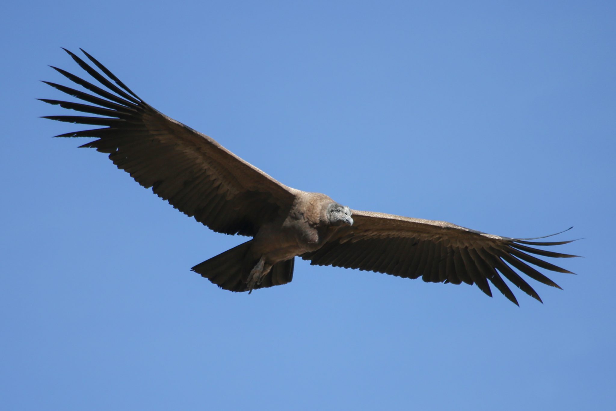 Andean condor, Colca Canyon, Peru