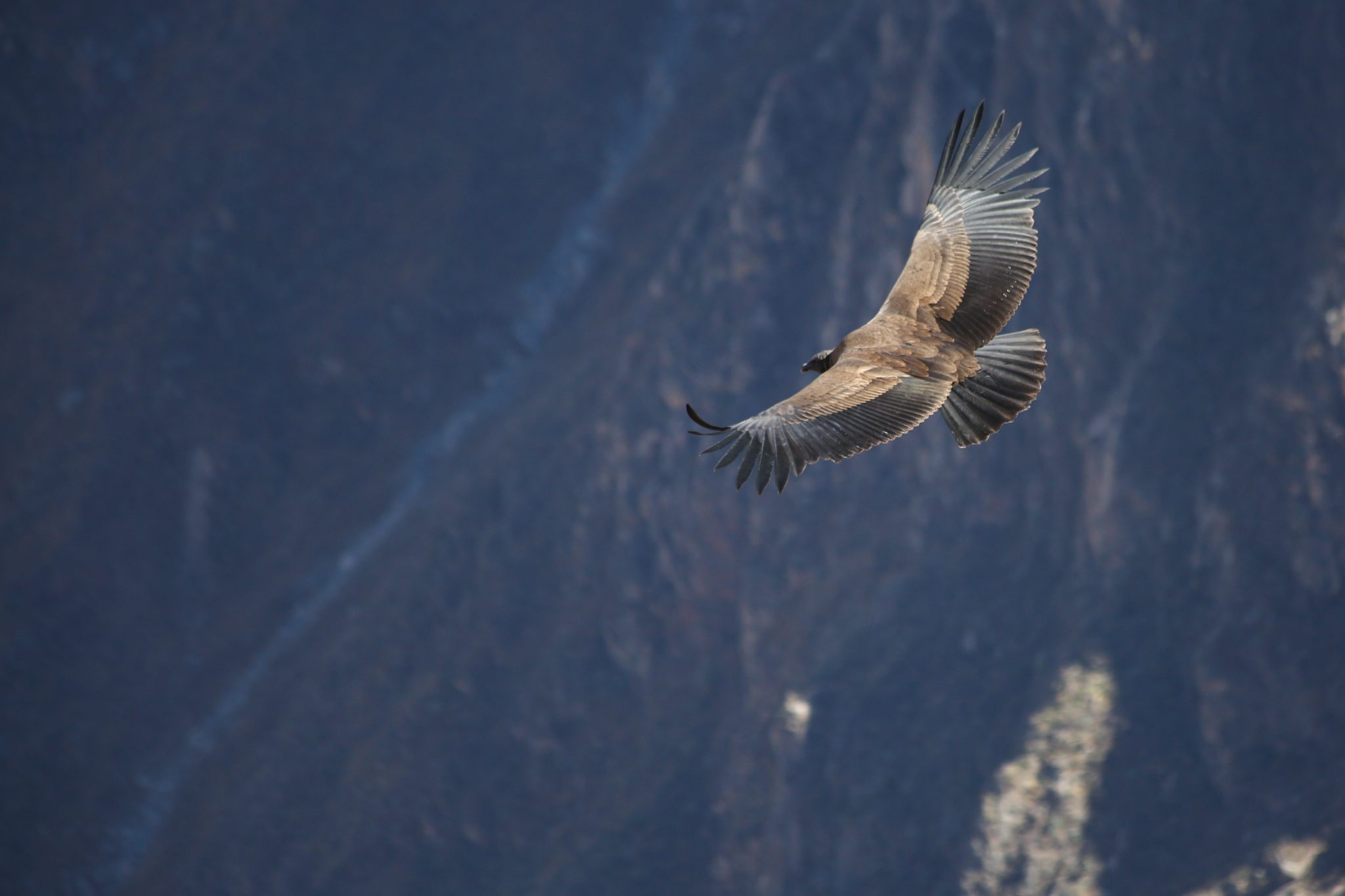 Andean condor, Colca Canyon, Peru