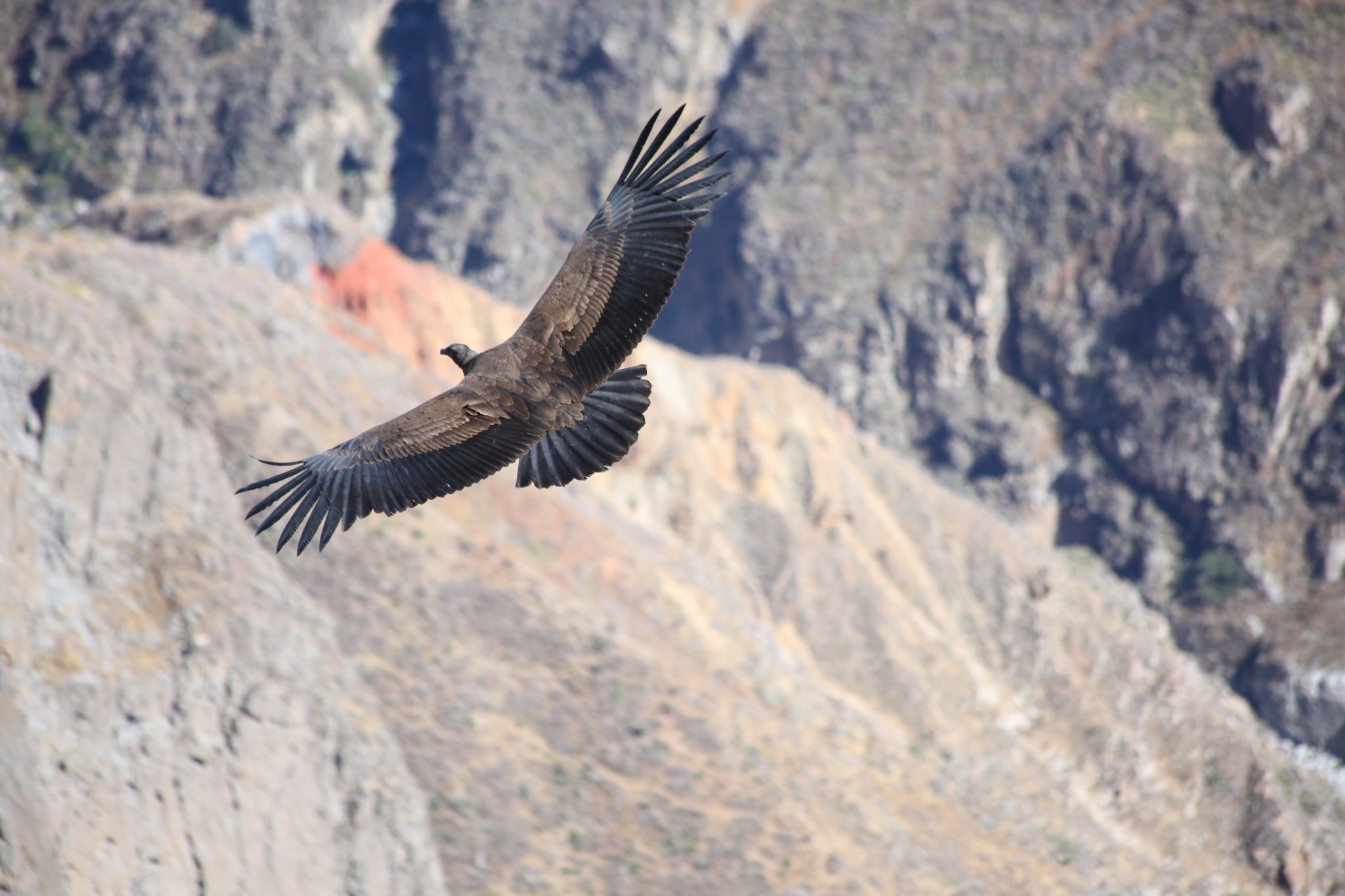 Andean condor, Colca Canyon, Peru