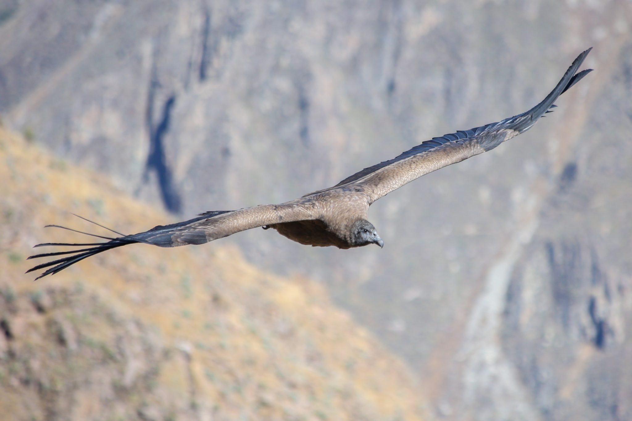 Andean condor, Colca Canyon, Peru