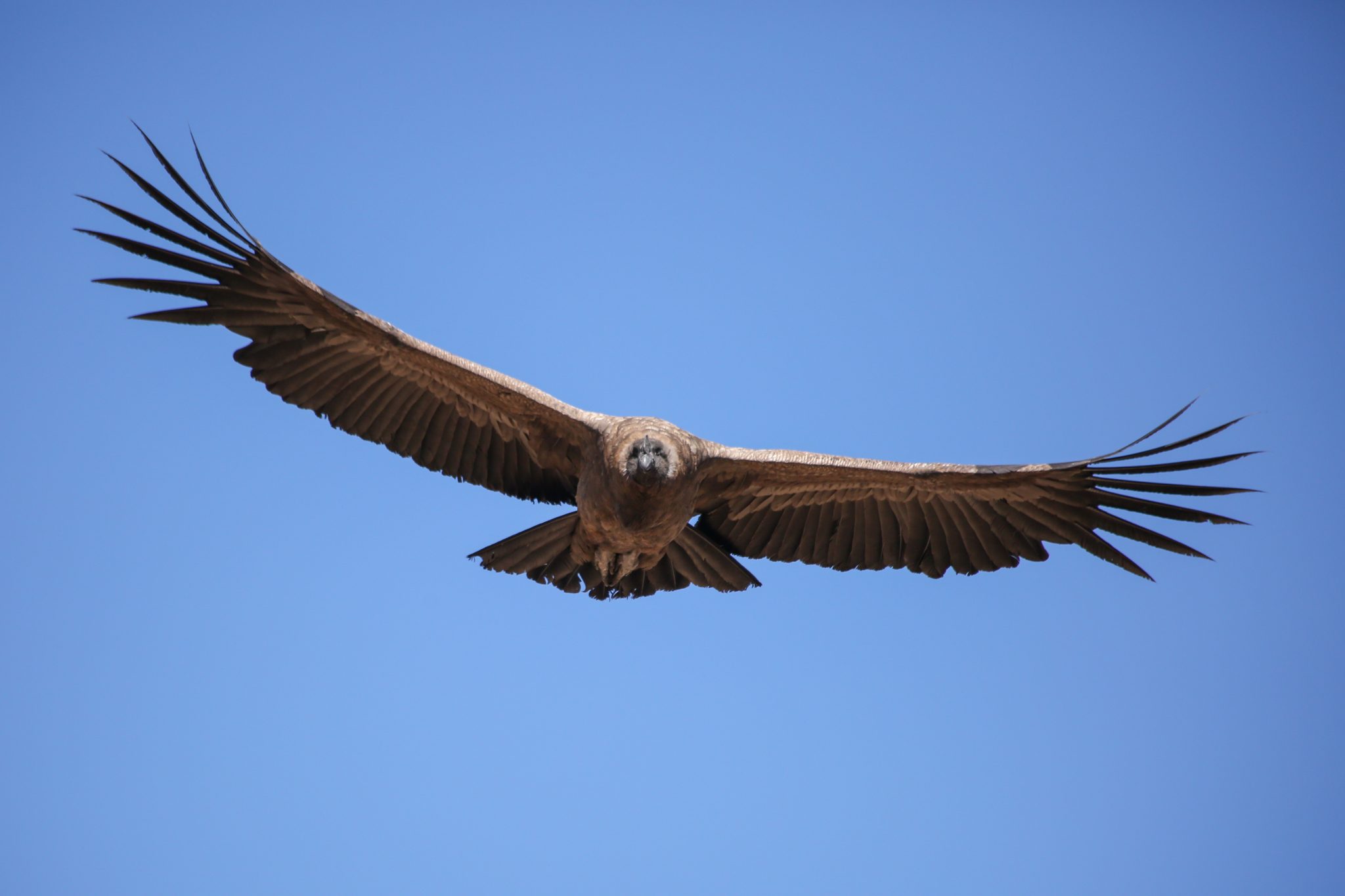 Andean condor, Colca Canyon, Peru