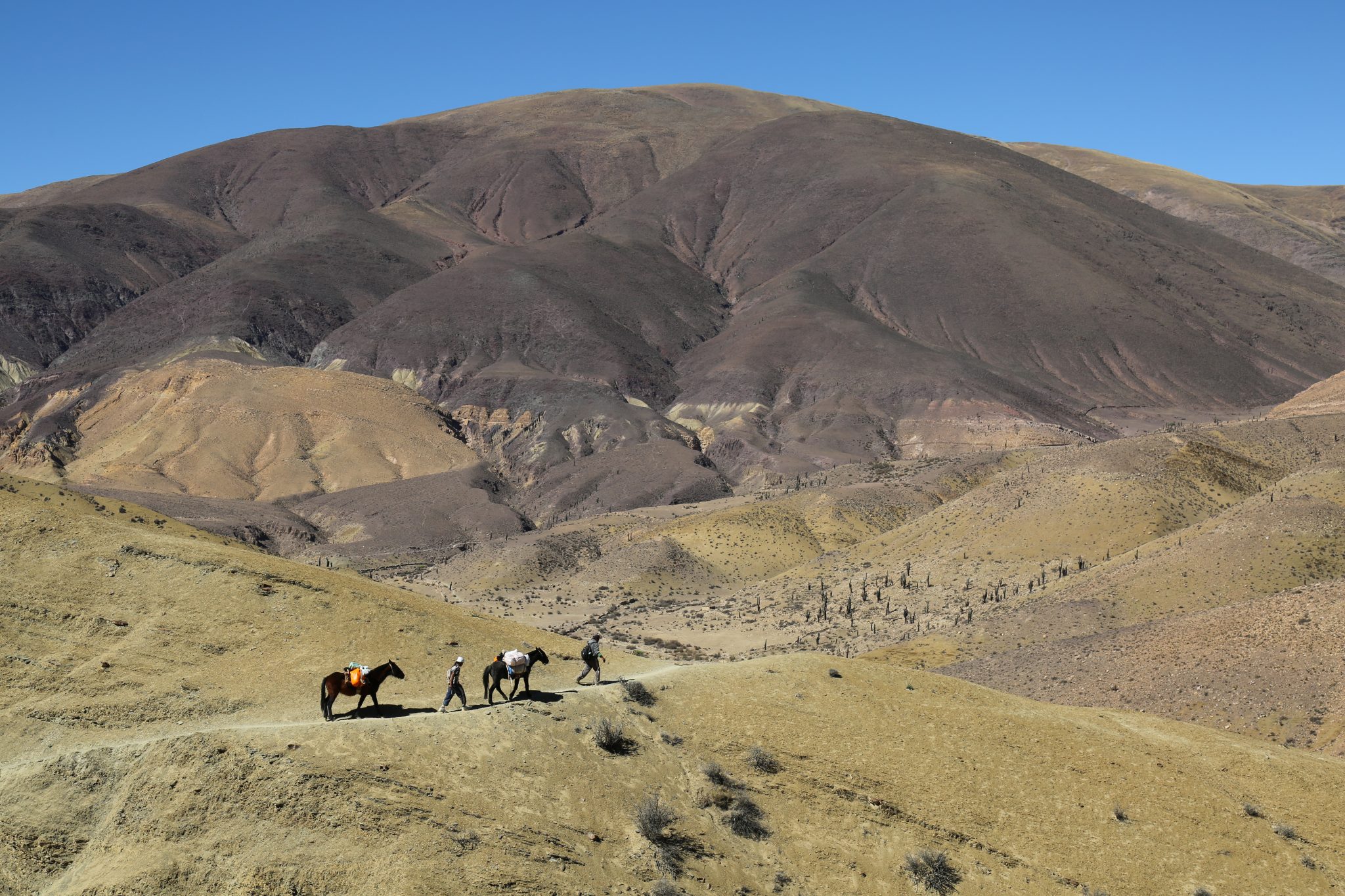 Horses and owners, Salta, Argentina