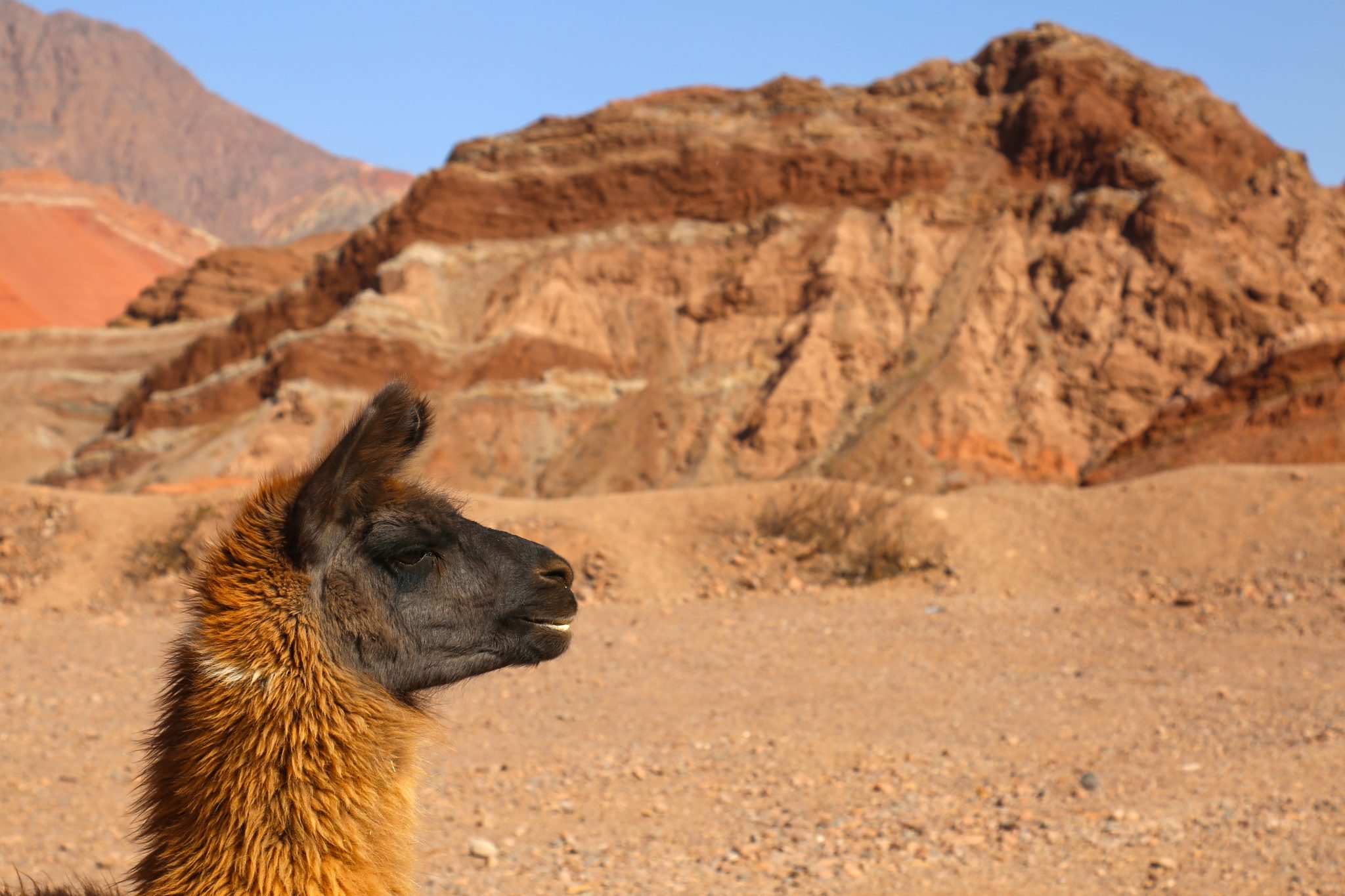 Llama, Salta, Argentina
