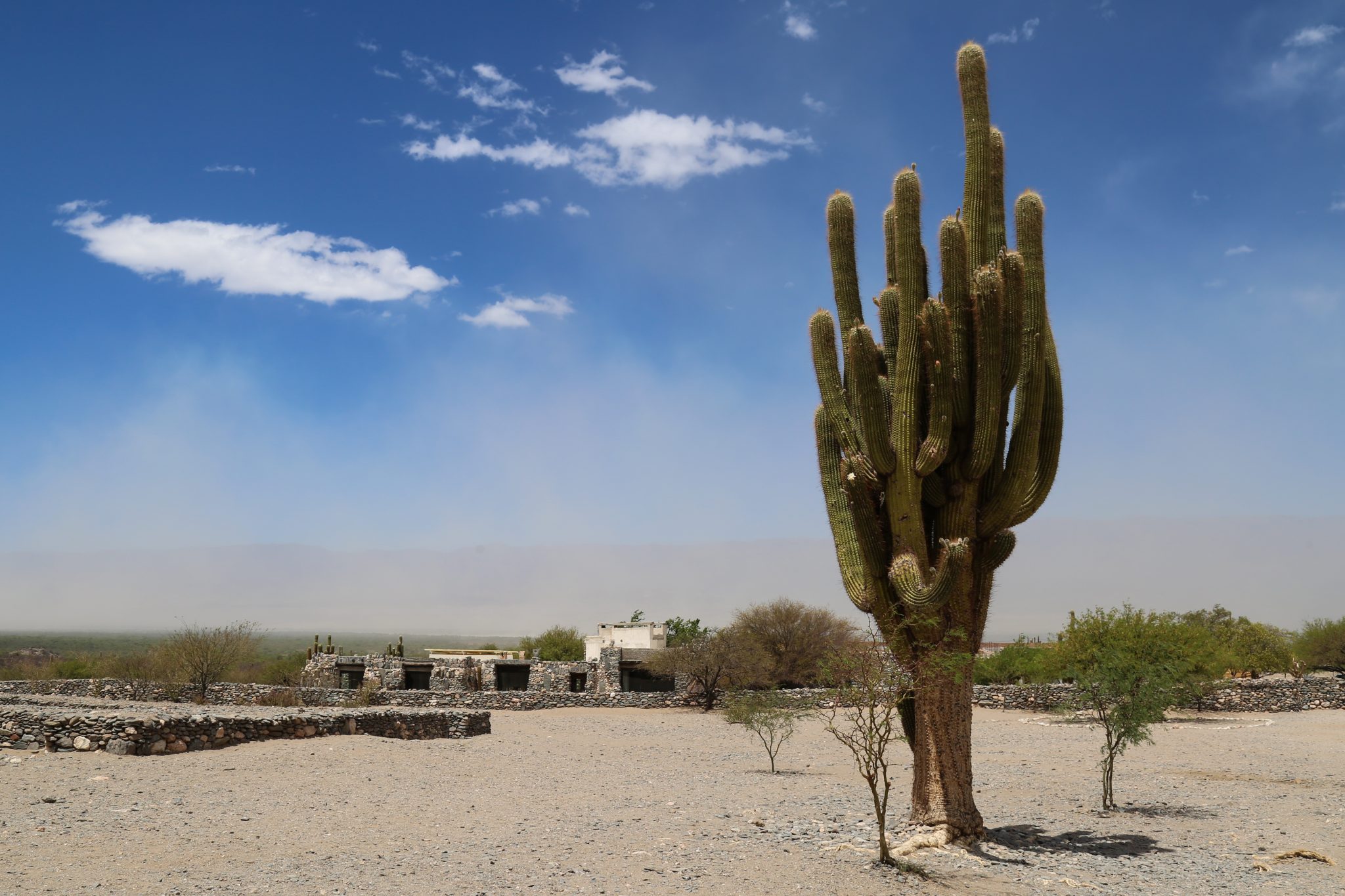 Cactus, Salta, Argentina