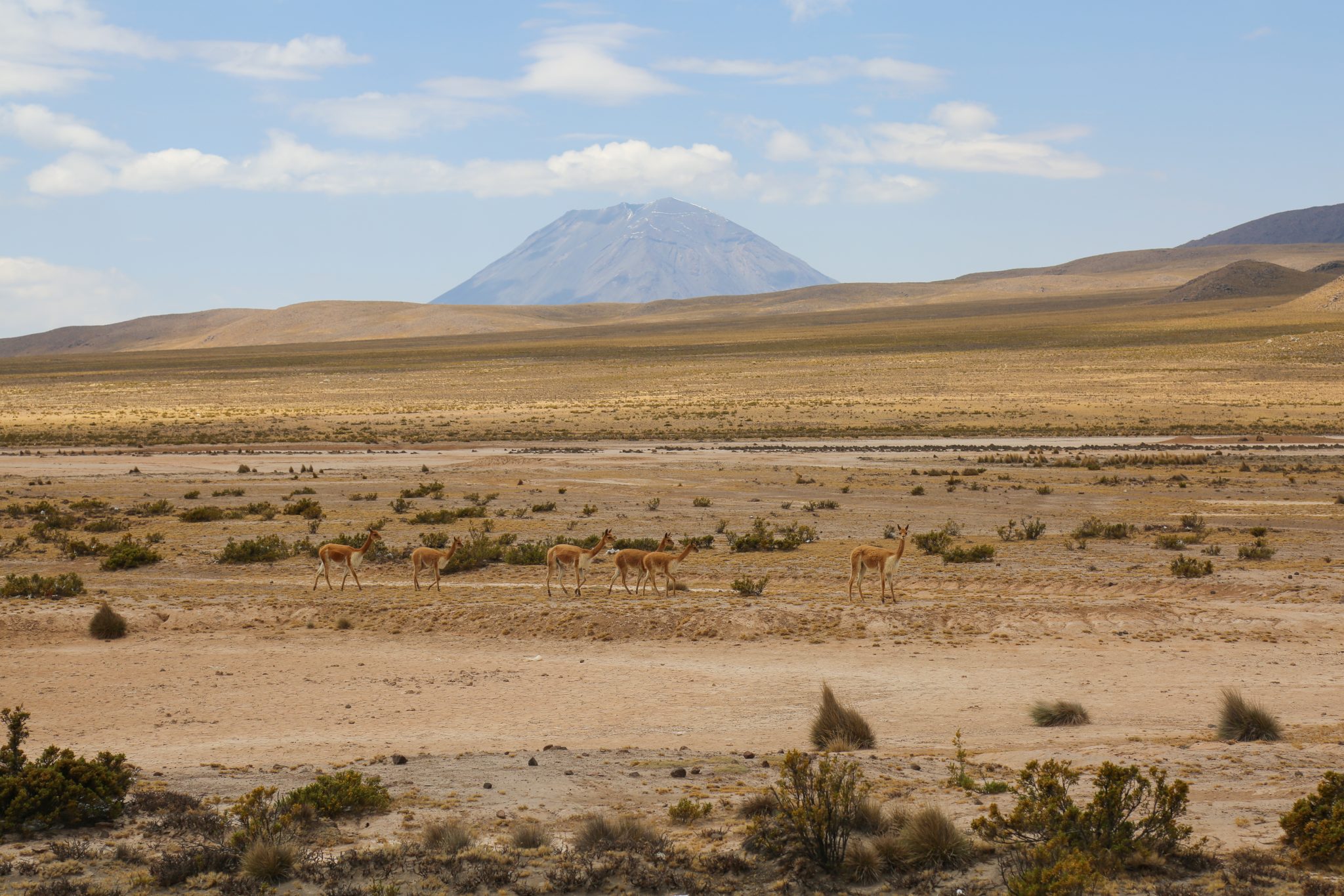 Vicuñas, Copper Canyon, Peru