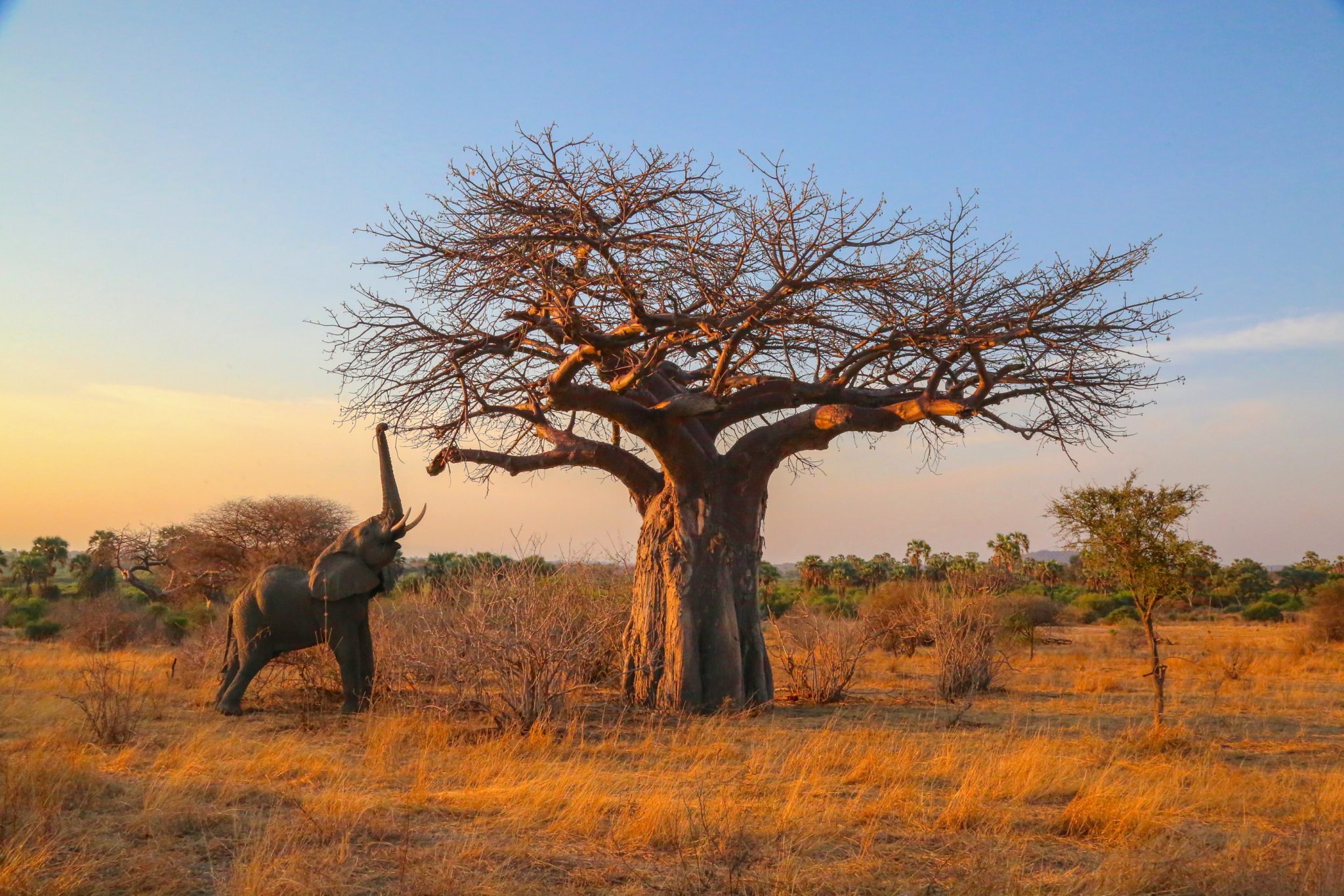 Elephant, Ruaha National Park, Tanzania (Print number: 0001)