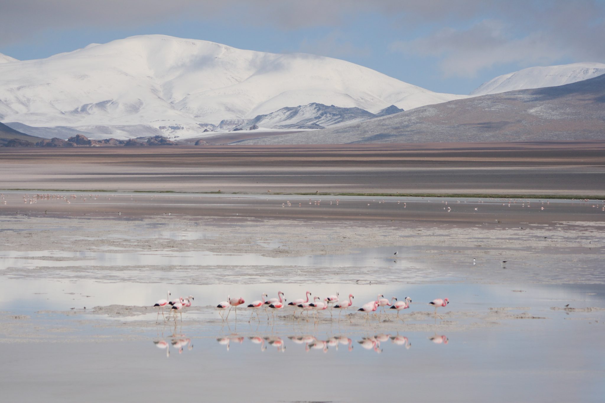 Flamingoes, Salta, Argentina