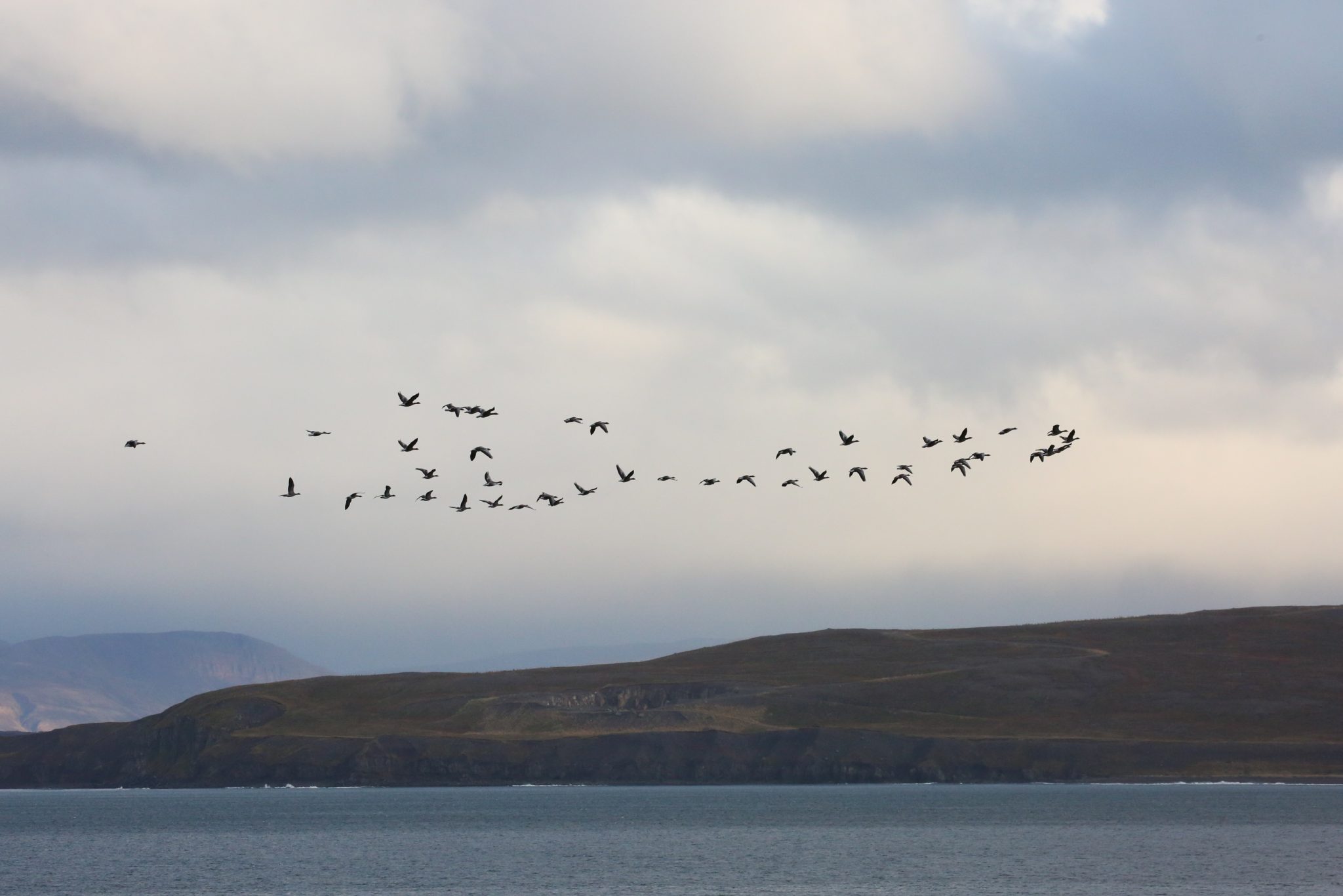 Pink-footed geese, Dalvik, Iceland