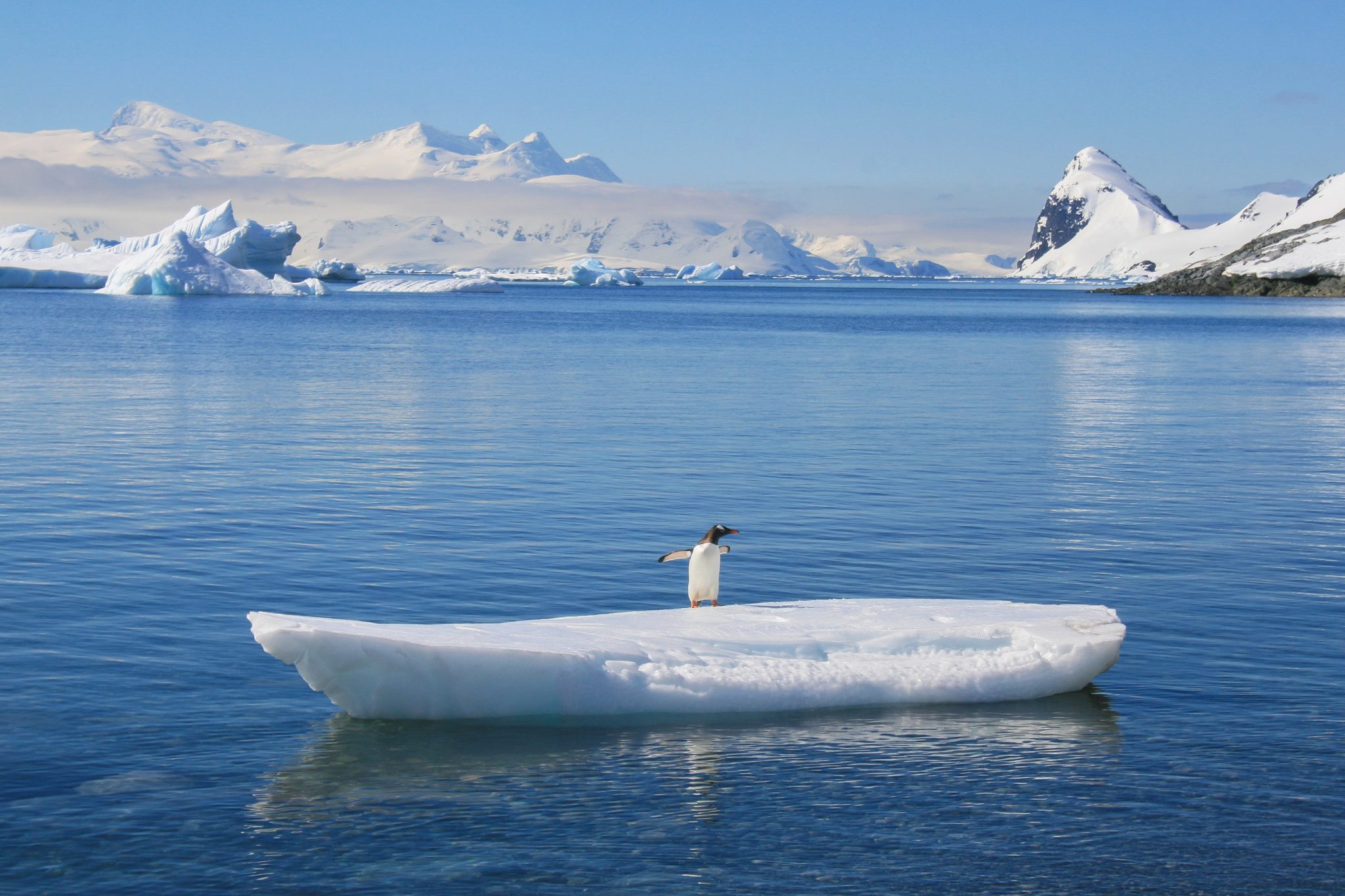 Gentoo penguin, Antarctica