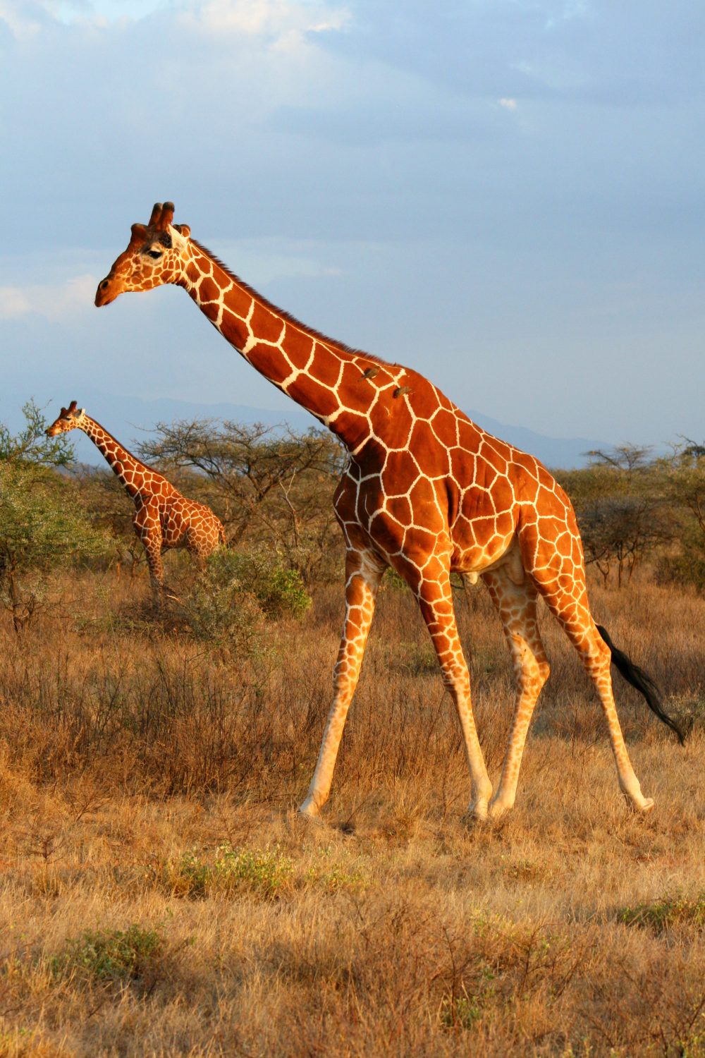 Giraffes, Samburu National Reserve, Kenya