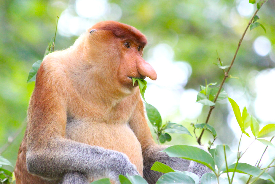 Proboscis monkey, Bako National Park, Malaysia